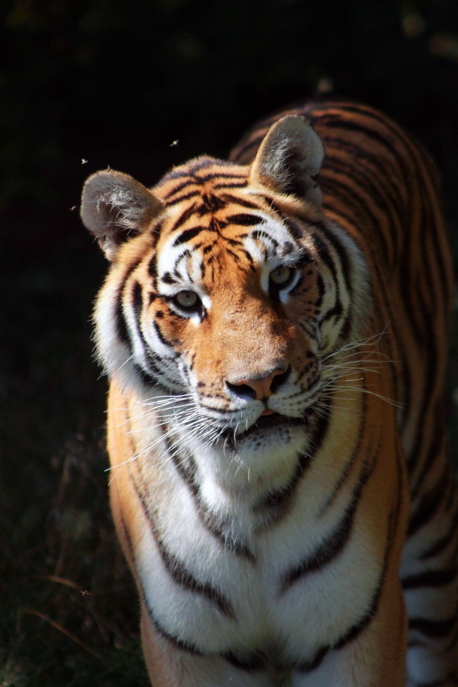 Canon EOS 1100D (EOS Rebel T3 / EOS Kiss X50) sample photo. Tiger, feline, cat photography