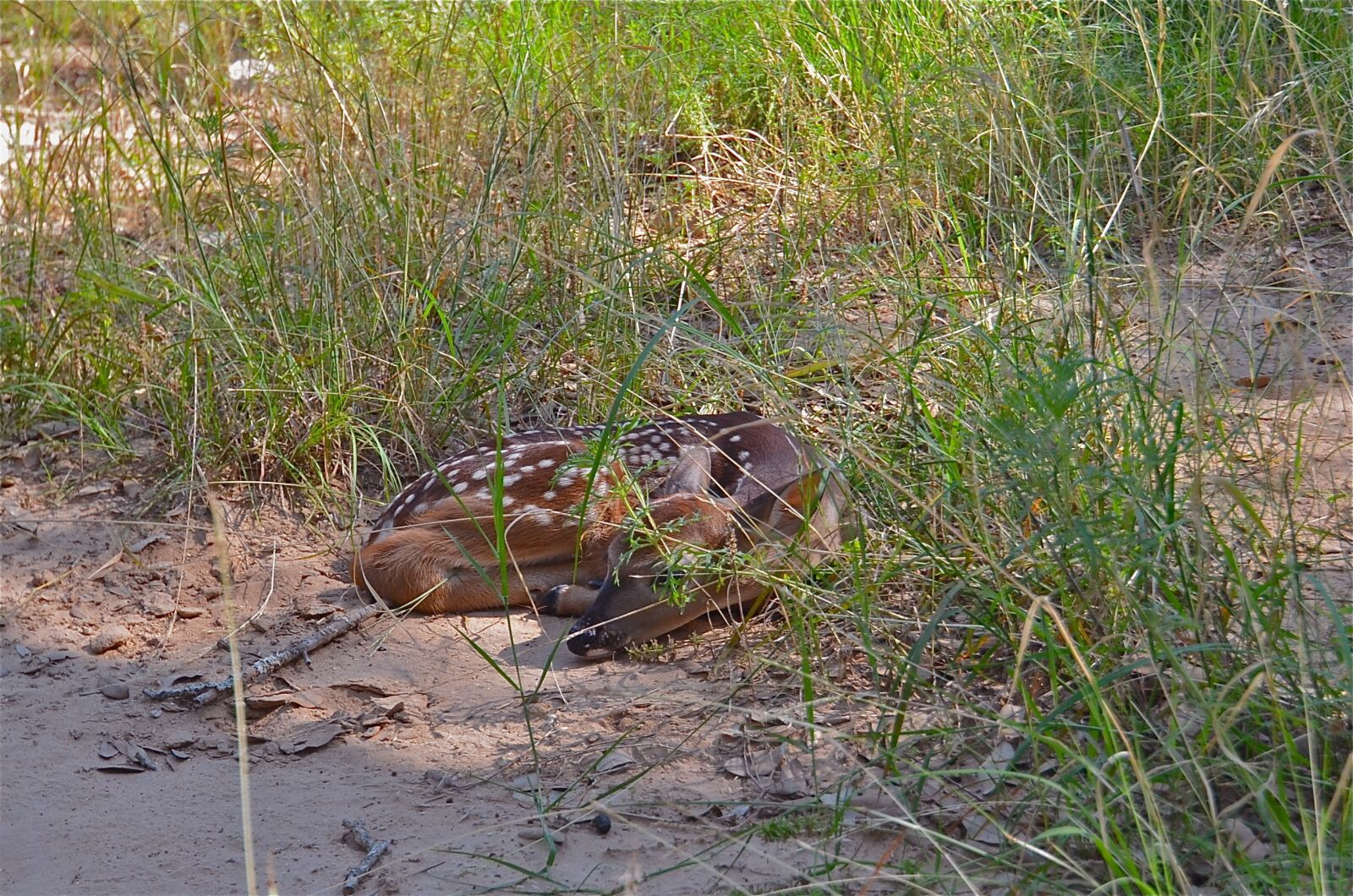 Nikon D5100 sample photo