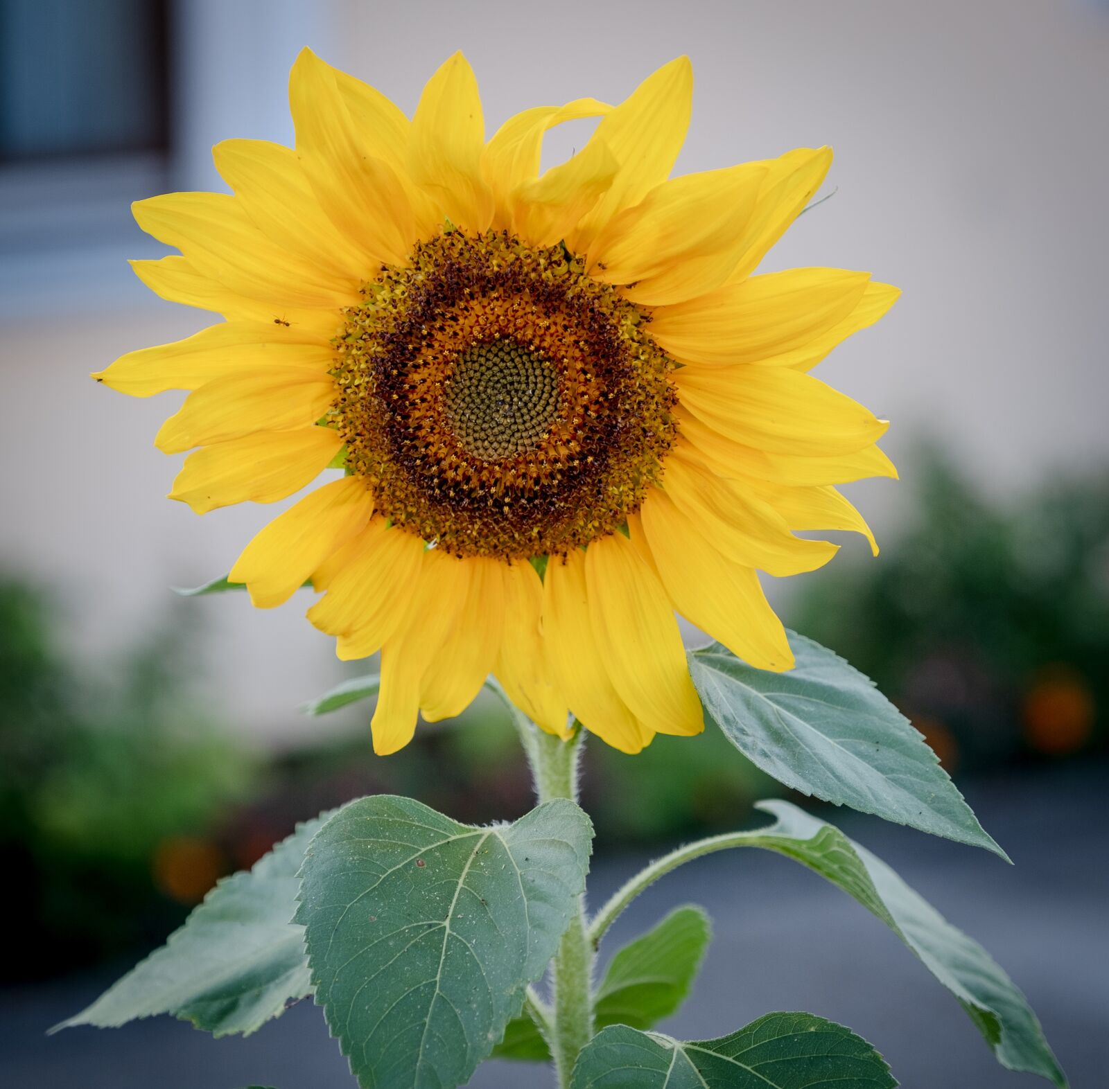 Fujifilm X-T2 sample photo. Sunflower, bloom, summer photography