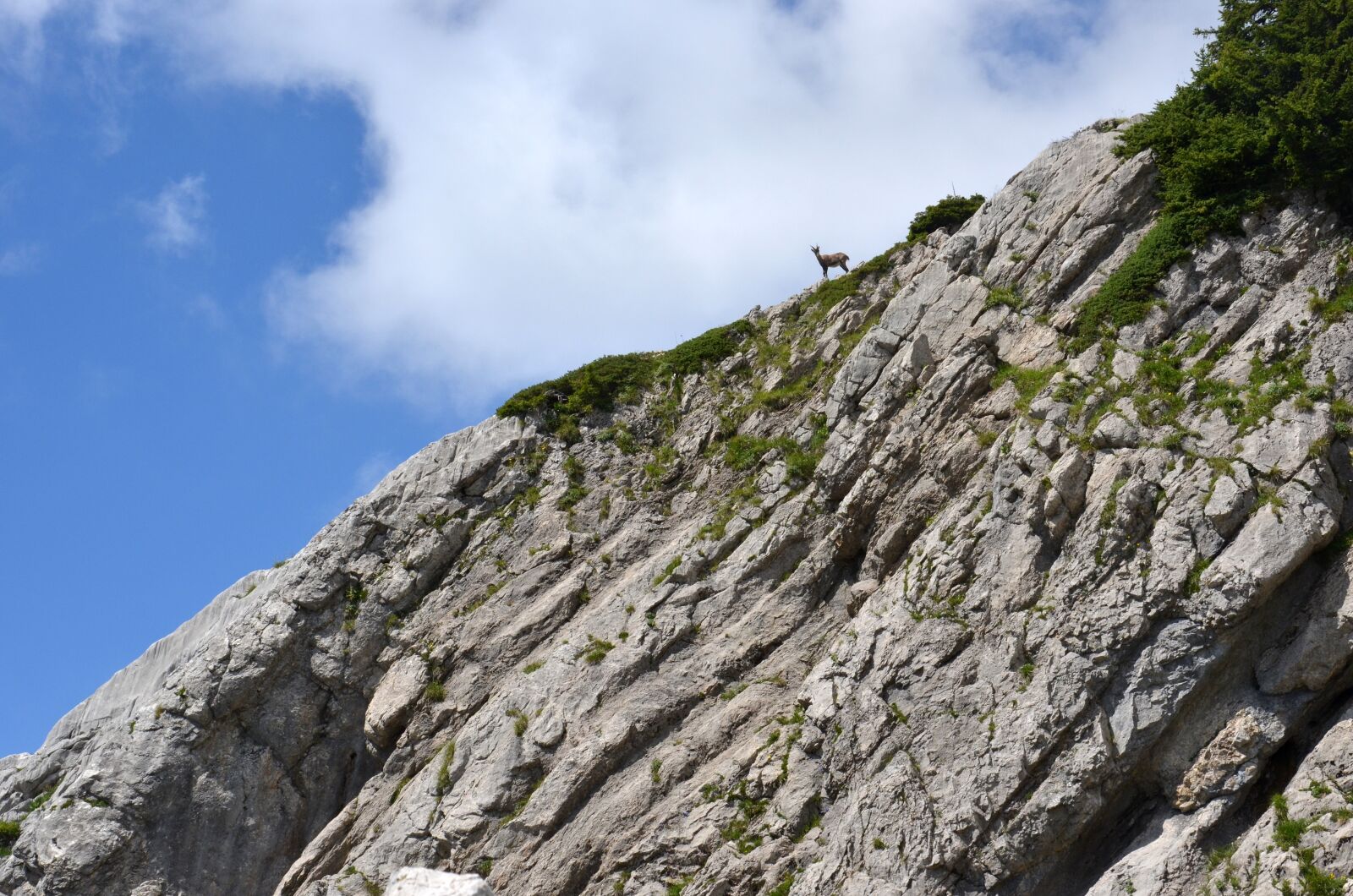 Nikon D5100 sample photo. Ibex, mammal, mammals photography