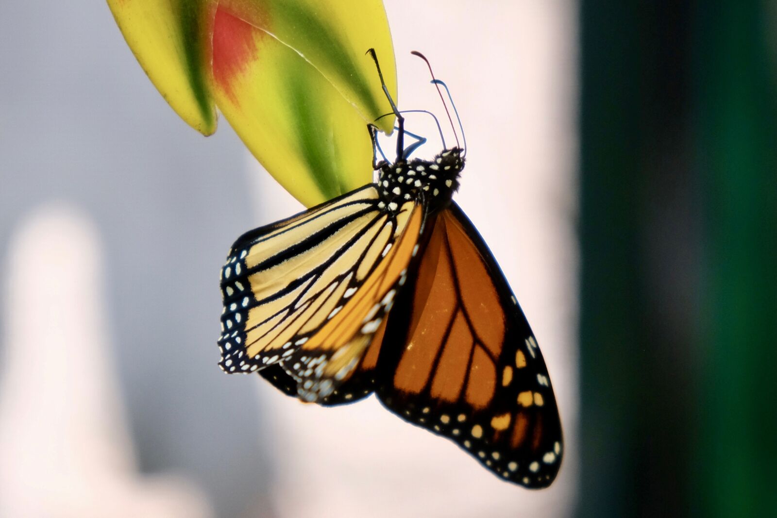 Fujifilm X-T20 sample photo. Monarch butterfly, australia, insect photography