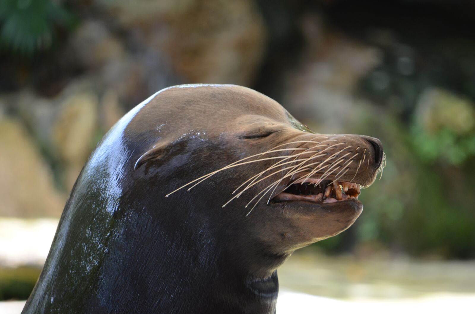 Nikon D5100 sample photo. Sea lion, happy, wildlife photography