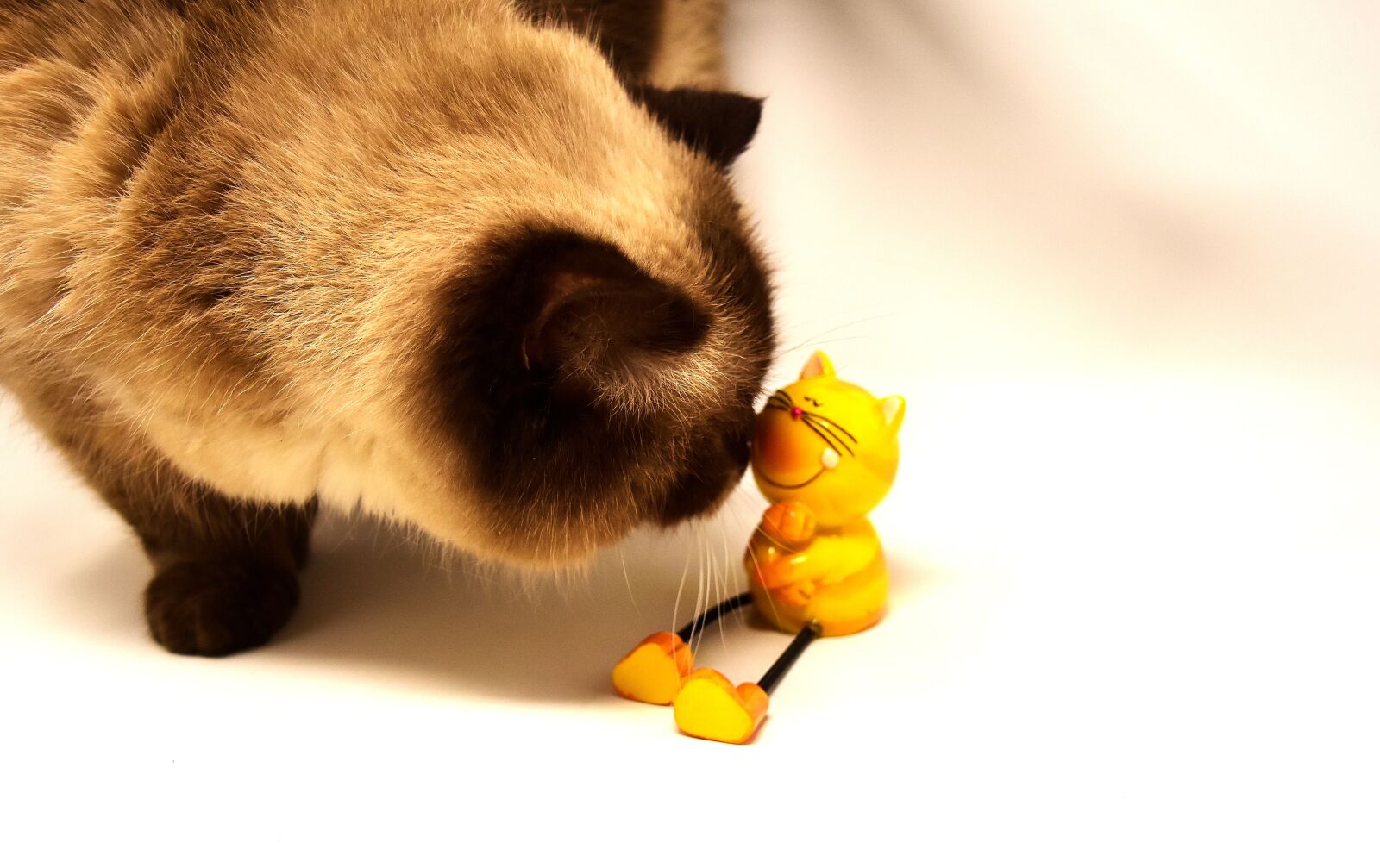 Nikon D7200 sample photo. British shorthair, cat, pet photography
