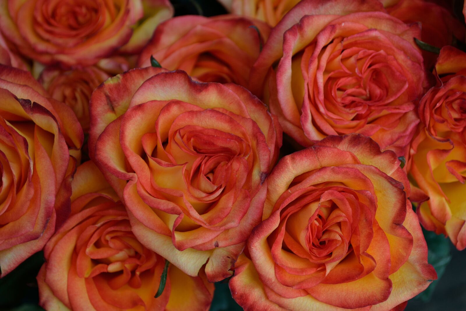 Nikon D3100 sample photo. Red flowers, red orange photography