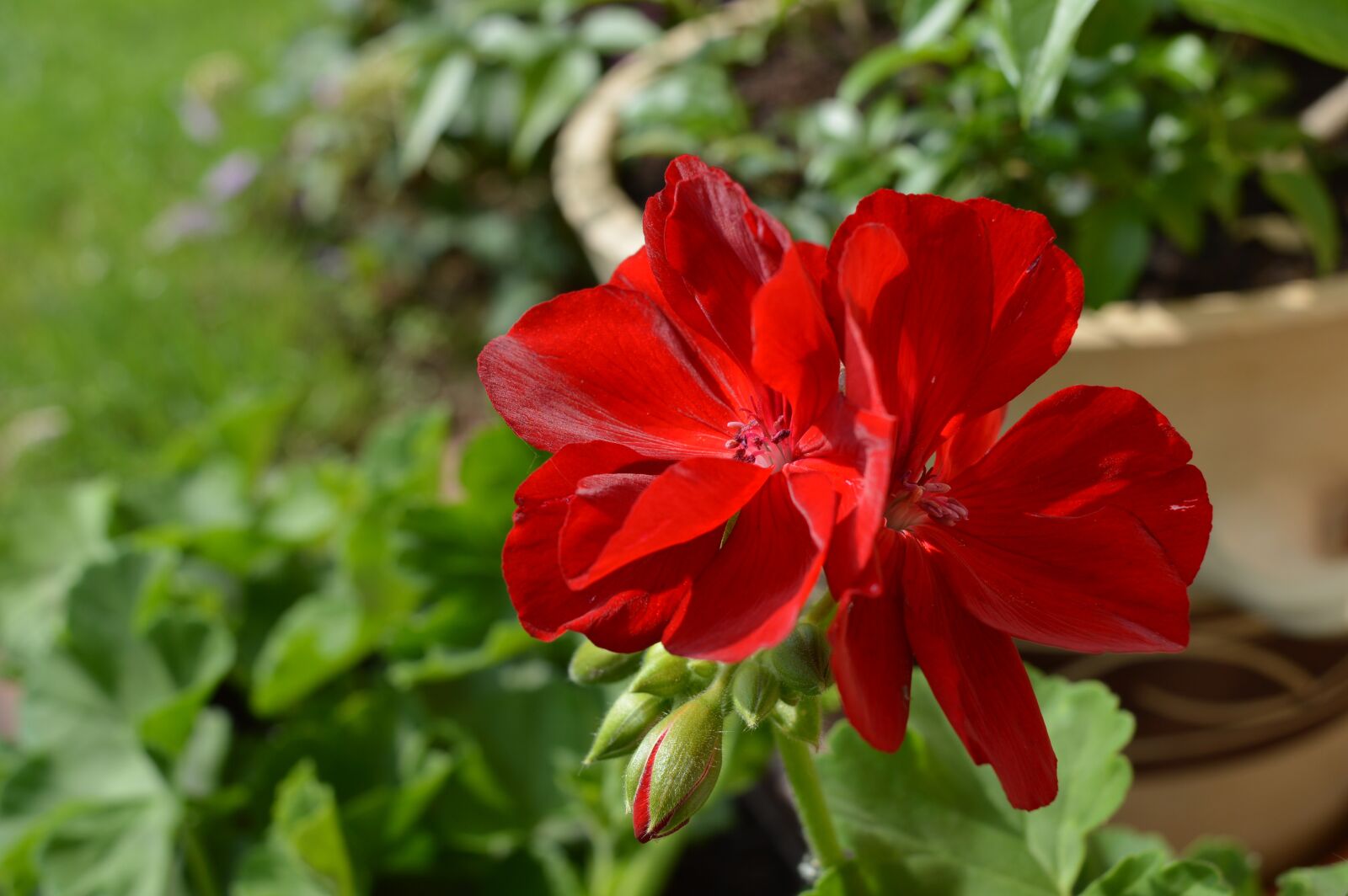 Nikon D3200 sample photo. Geranium, flower, flora photography