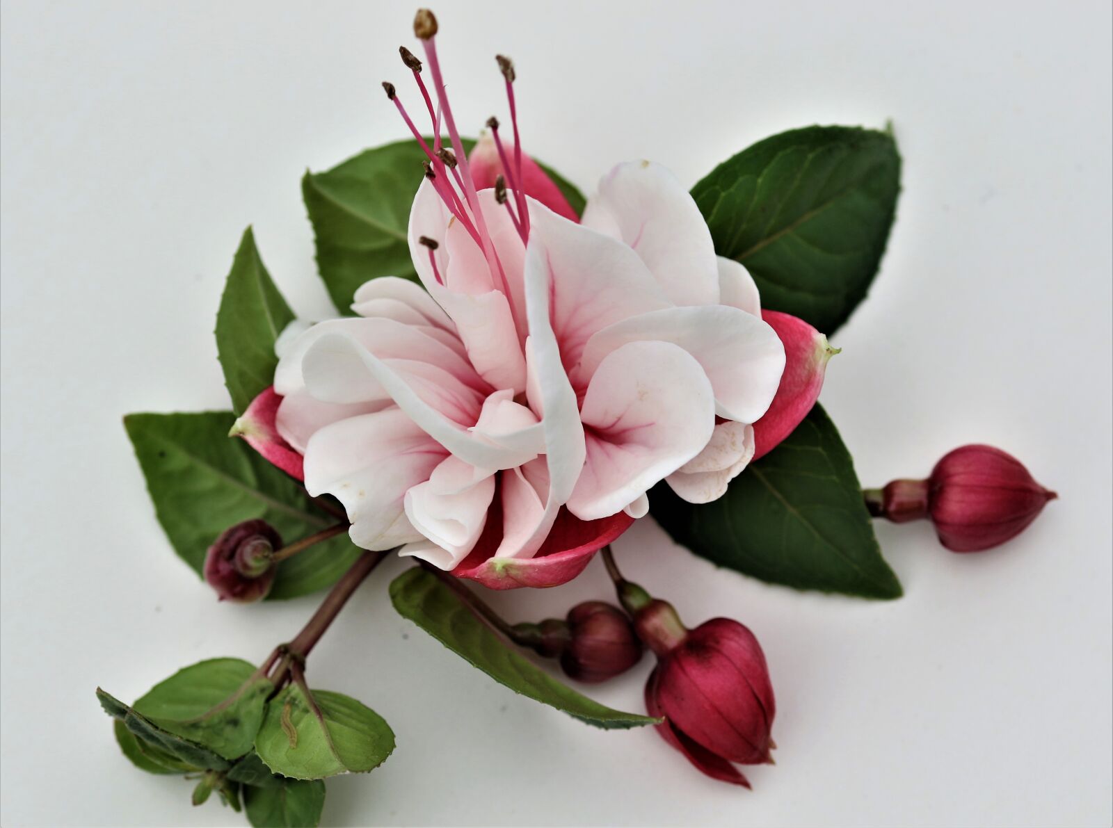 Canon EOS 7D Mark II sample photo. Flower, buds, bloom photography