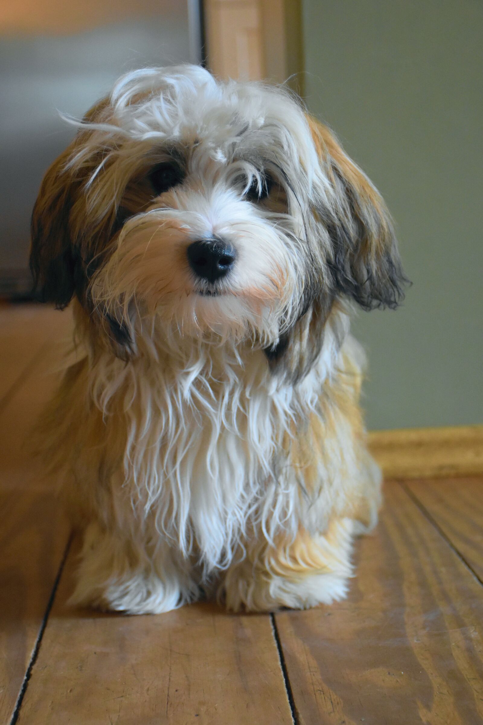Nikon D7200 sample photo. Havanese, dog, puppy photography