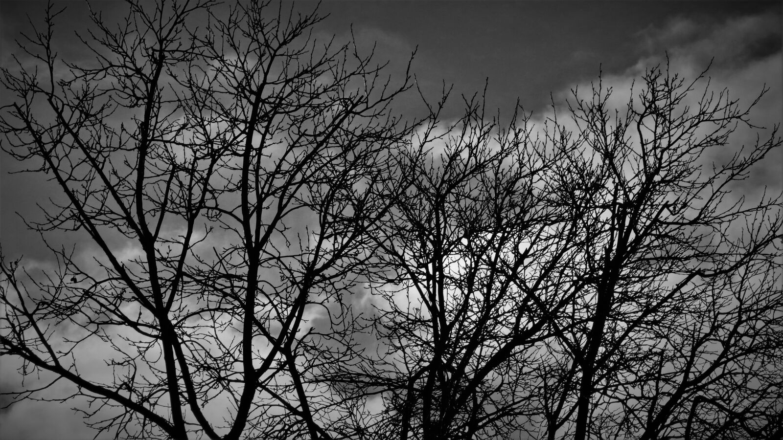 Panasonic DMC-FZ72 sample photo. Mood, death, sadness photography