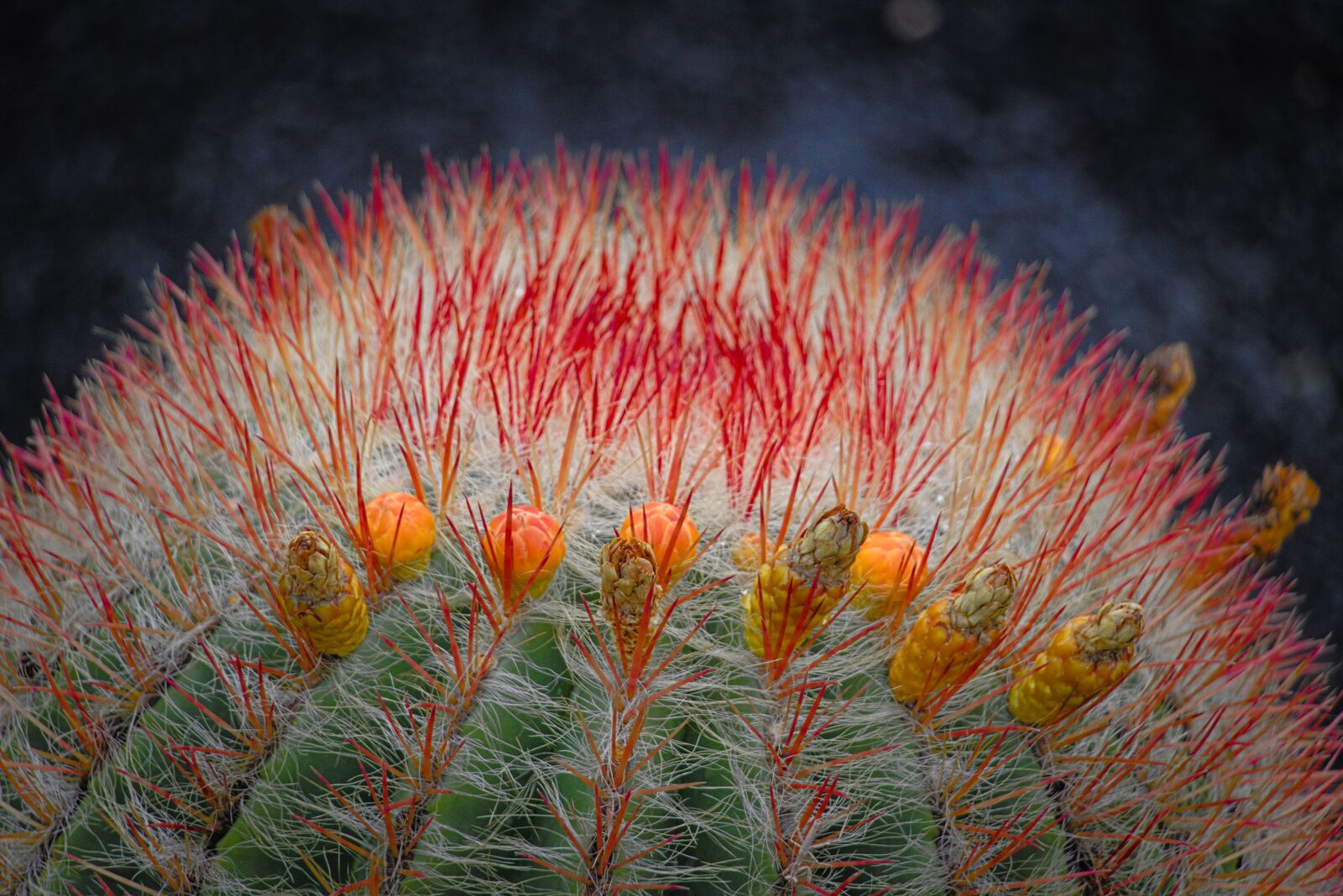 Canon EOS 750D (EOS Rebel T6i / EOS Kiss X8i) sample photo. Flowers, cactus, blossom photography