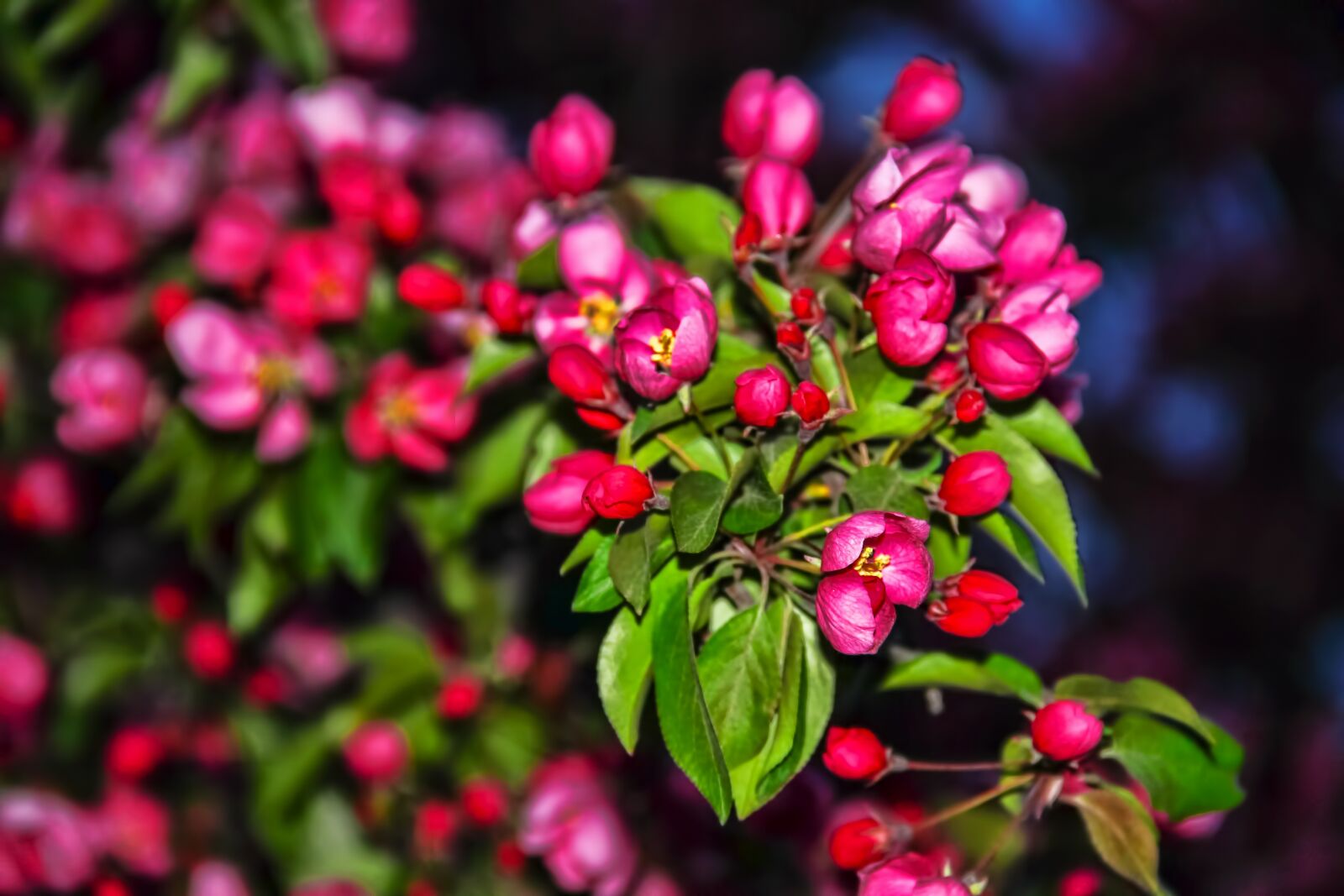Canon EOS 600D (Rebel EOS T3i / EOS Kiss X5) sample photo. Crab apple blossom, flowers photography