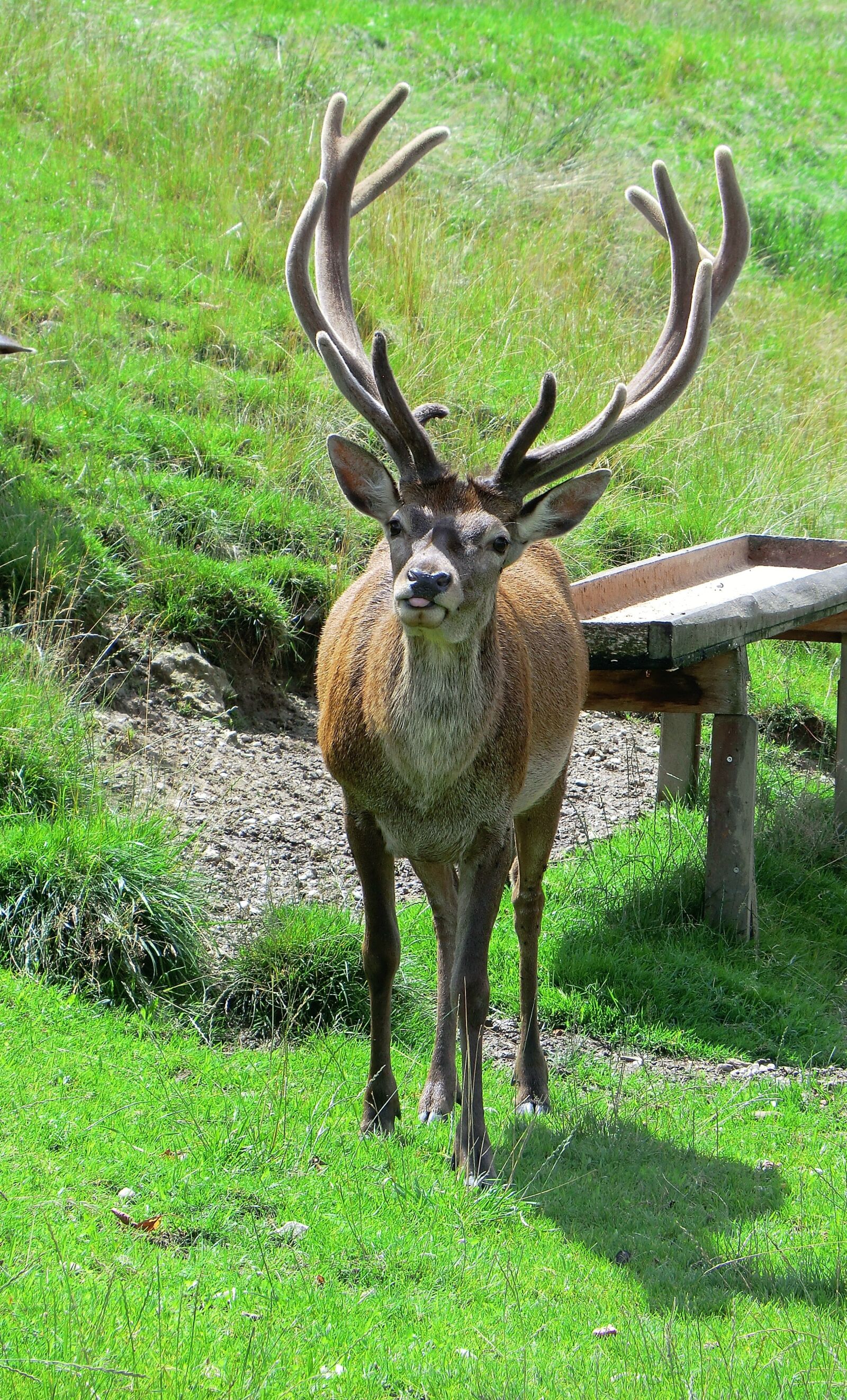 CASIO EX-H5 sample photo. Deer, mammals, antlers photography