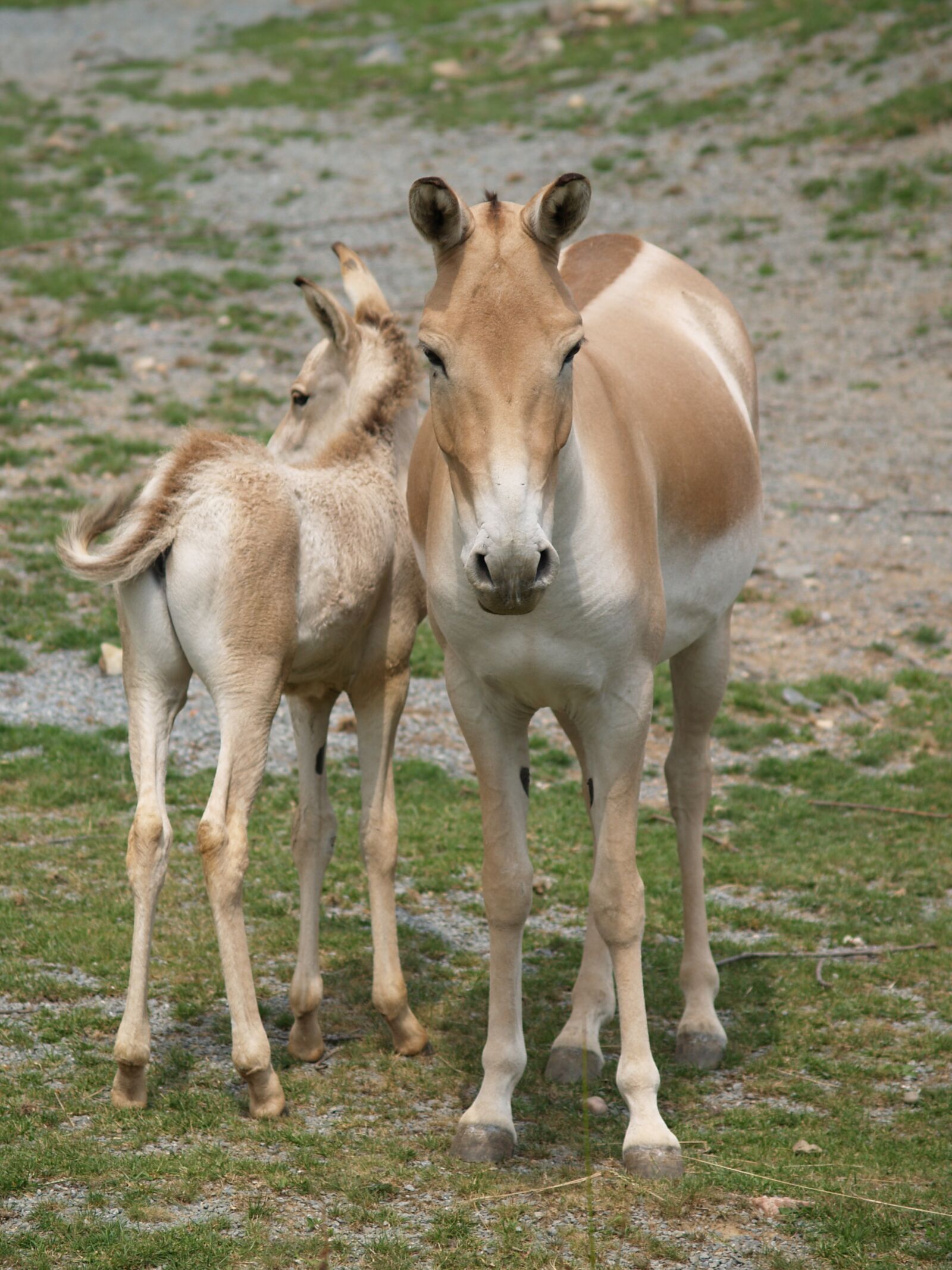 Olympus E-500 (EVOLT E-500) sample photo. Horse, mare, foal photography