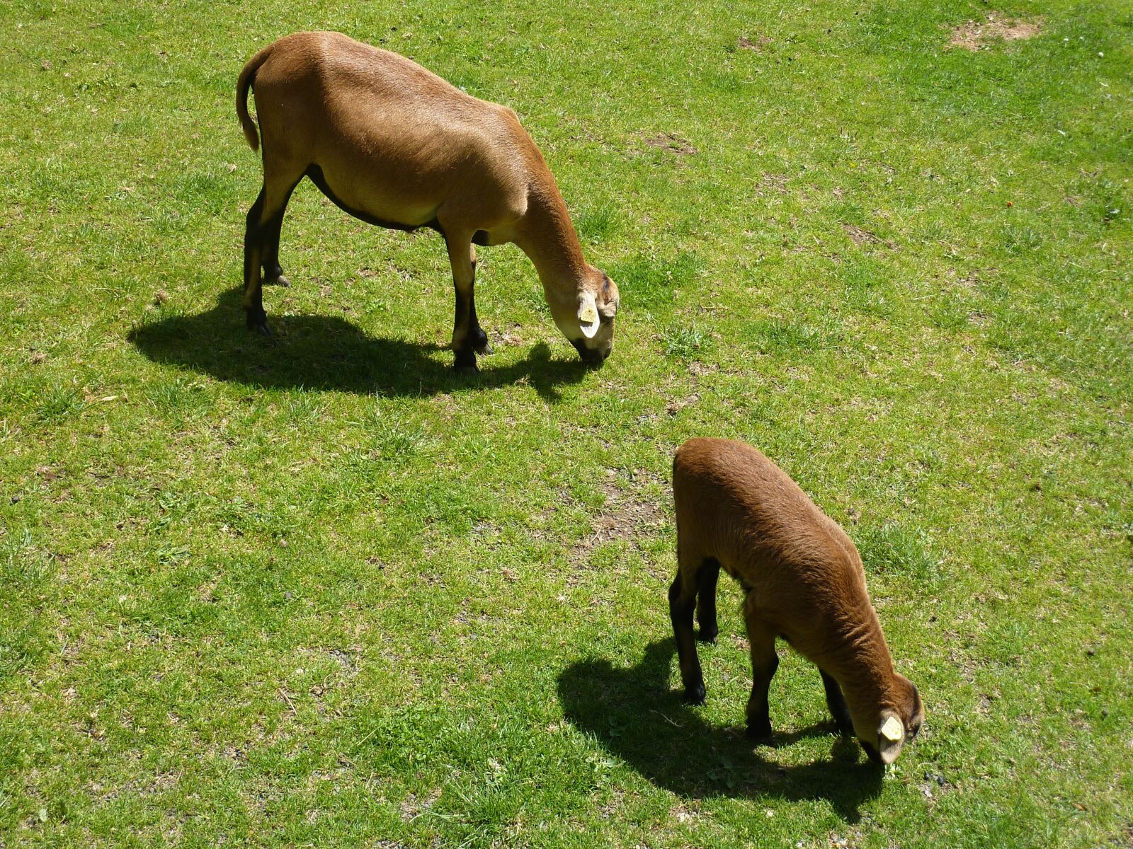 Panasonic DMC-TZ7 sample photo. Sheep, animals, nature photography
