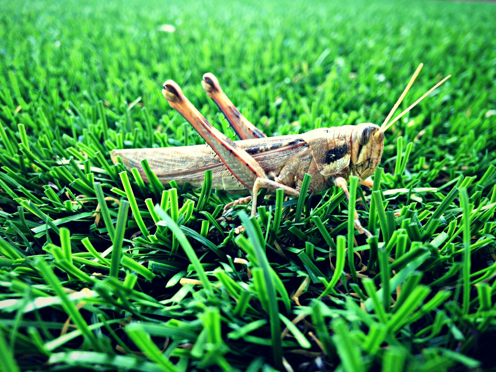 iPhone 5c back camera 4.12mm f/2.4 sample photo. Grasshopper, grass, nature photography