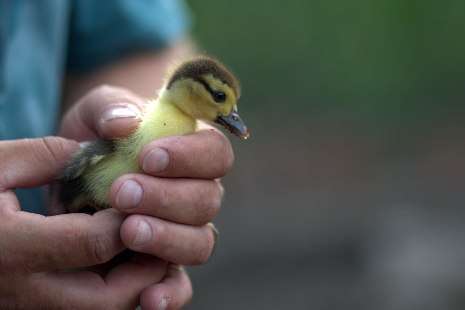 Canon EOS 7D Mark II + Canon EF 85mm F1.8 USM sample photo. Duckling, small, fluffy photography