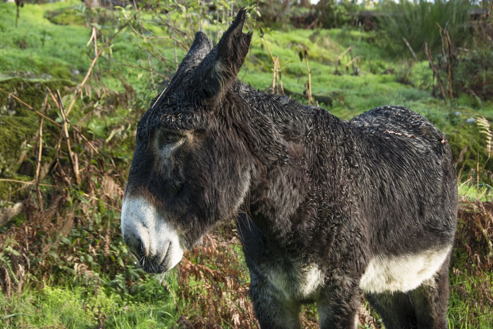 Nikon D5600 sample photo. Donkey, ears, equine photography