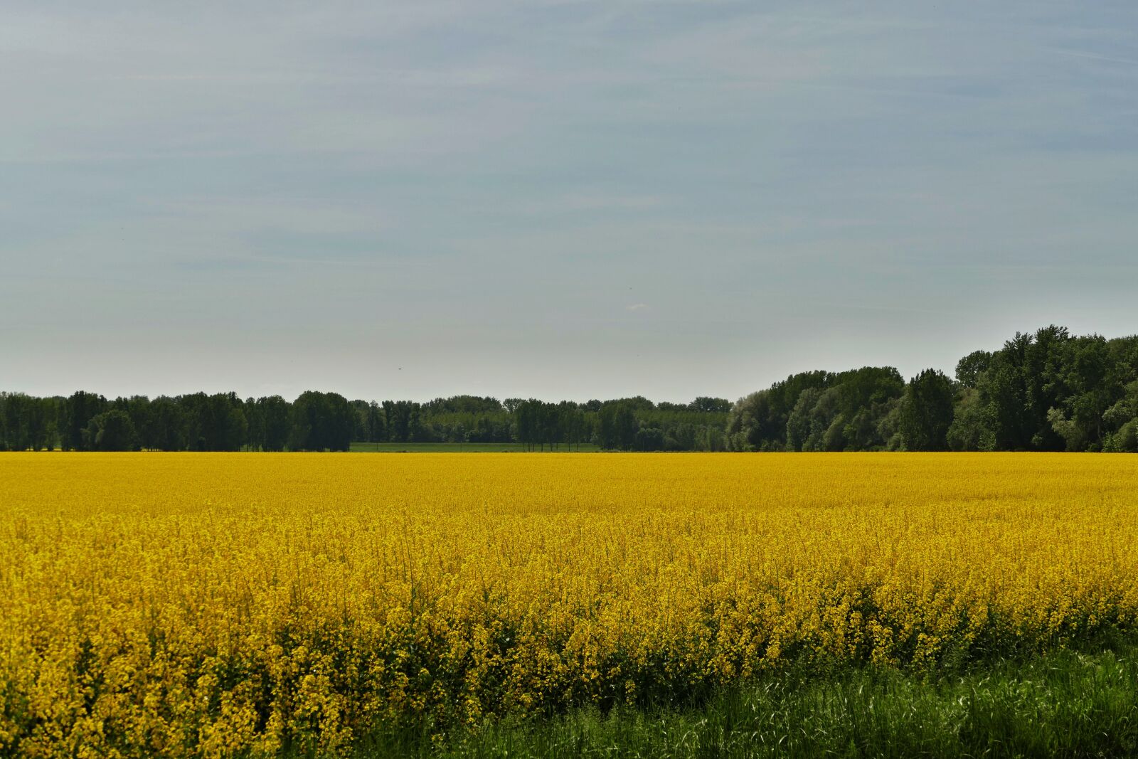 Panasonic Lumix DMC-FZ1000 sample photo. Country, nature, field photography