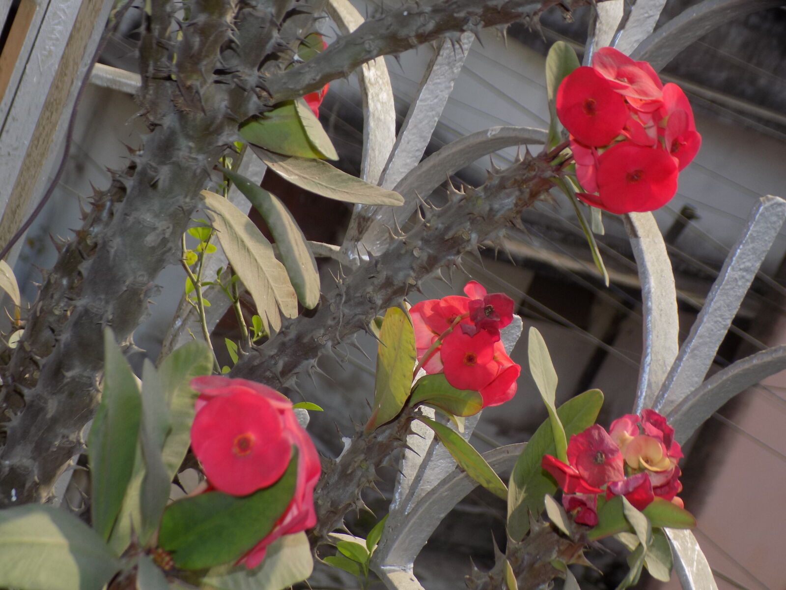 Nikon COOLPIX L330 sample photo. Beautiful, flowers photography