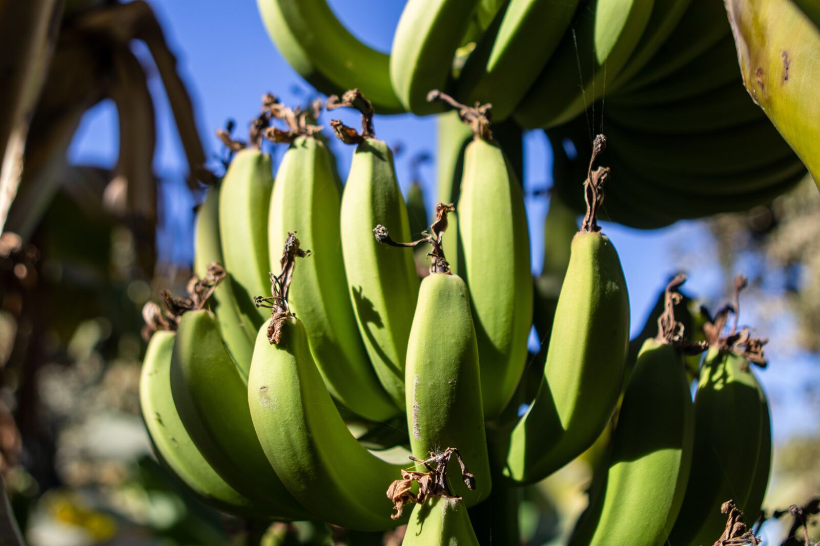 Canon EOS 200D (EOS Rebel SL2 / EOS Kiss X9) sample photo. Bananas, bunch, tree photography