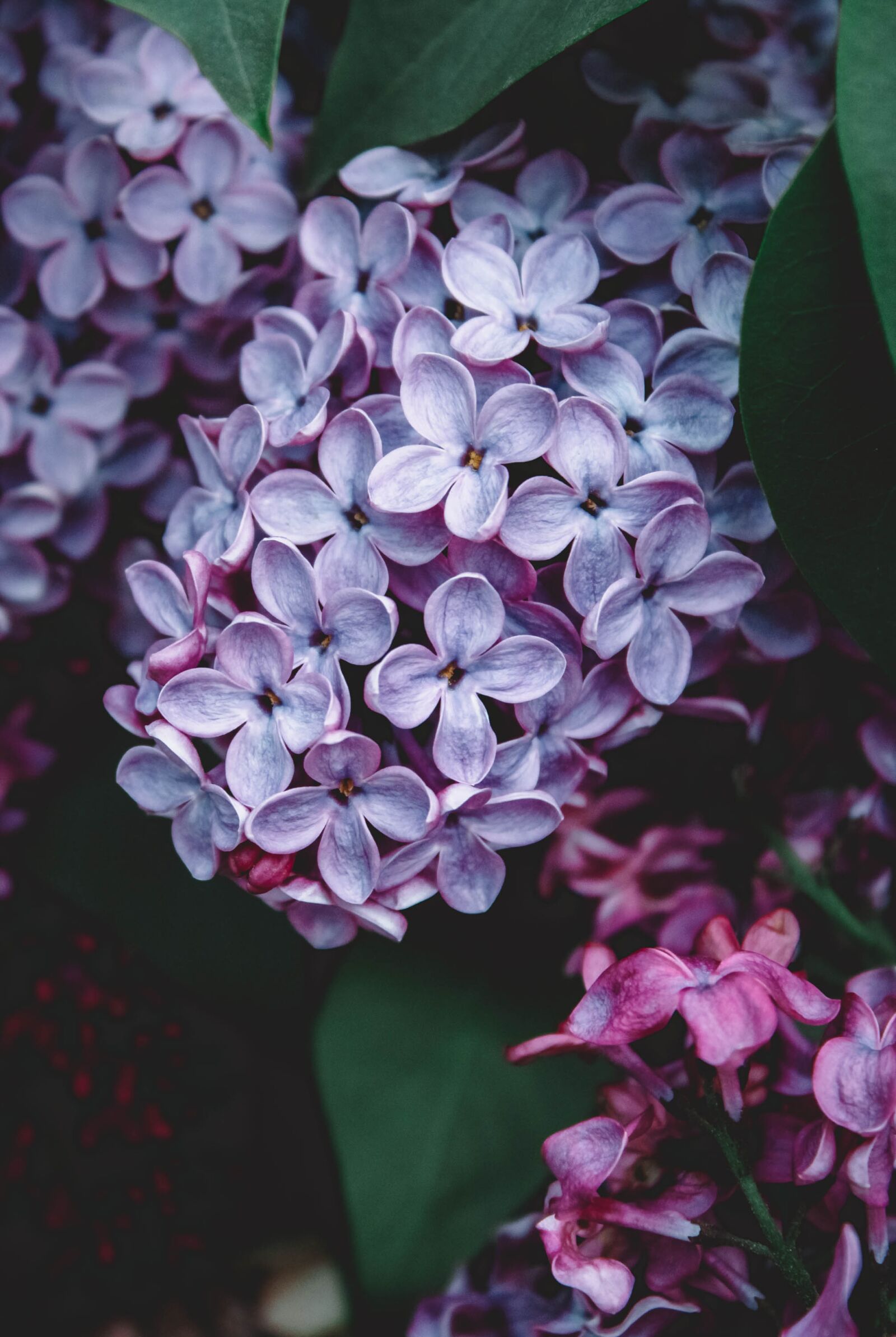 Canon EOS 2000D (EOS Rebel T7 / EOS Kiss X90 / EOS 1500D) sample photo. Lilac, spring, flowers photography