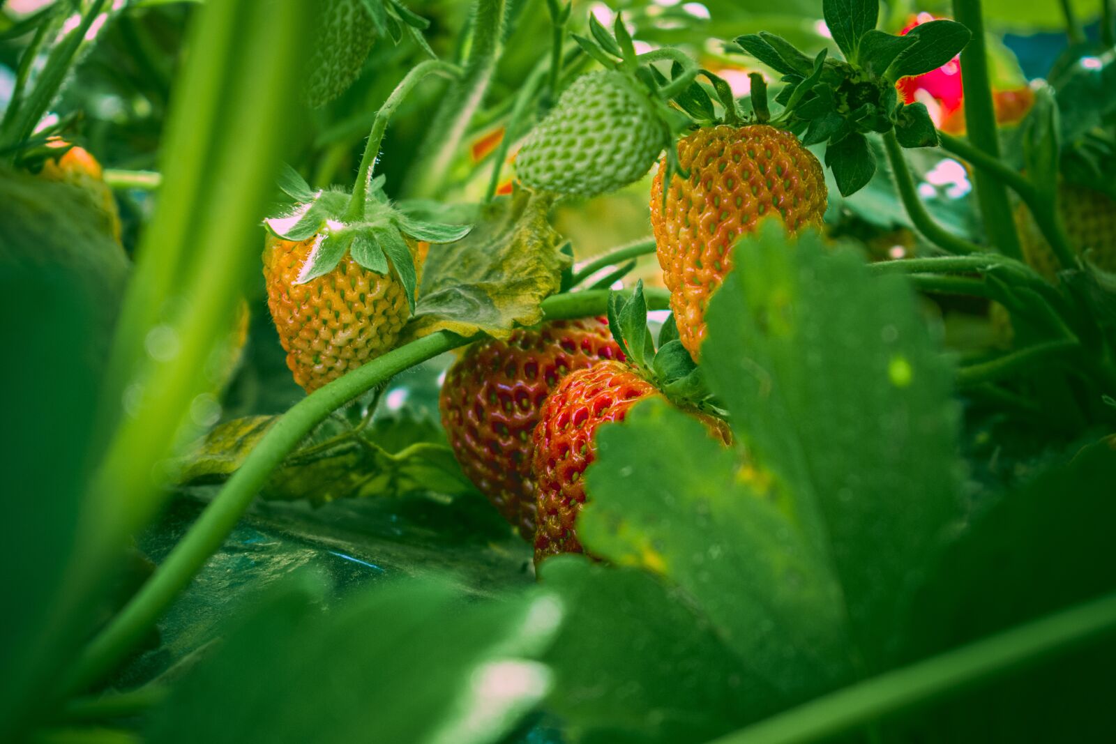 Nikon D3300 sample photo. Strawberry, red, green photography