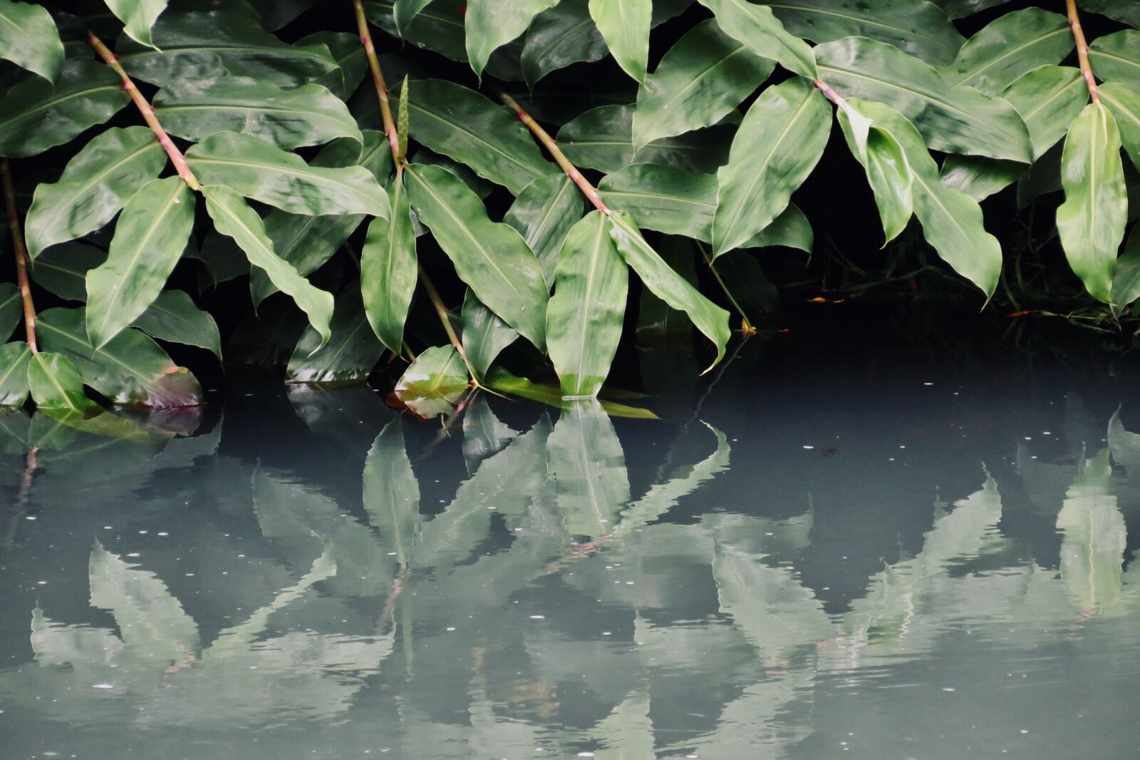 Canon PowerShot SX40 HS sample photo. Water, leaves, tropical photography
