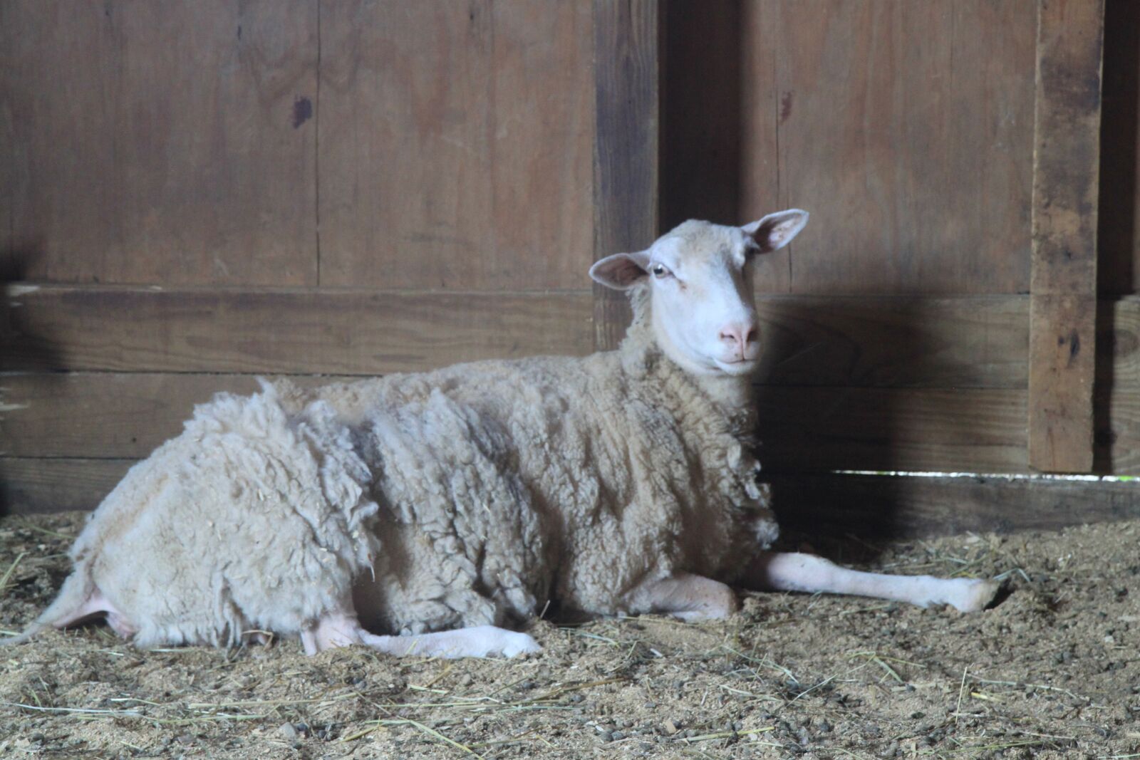 Canon EOS 500D (EOS Rebel T1i / EOS Kiss X3) sample photo. Sheep, lamb, wool photography