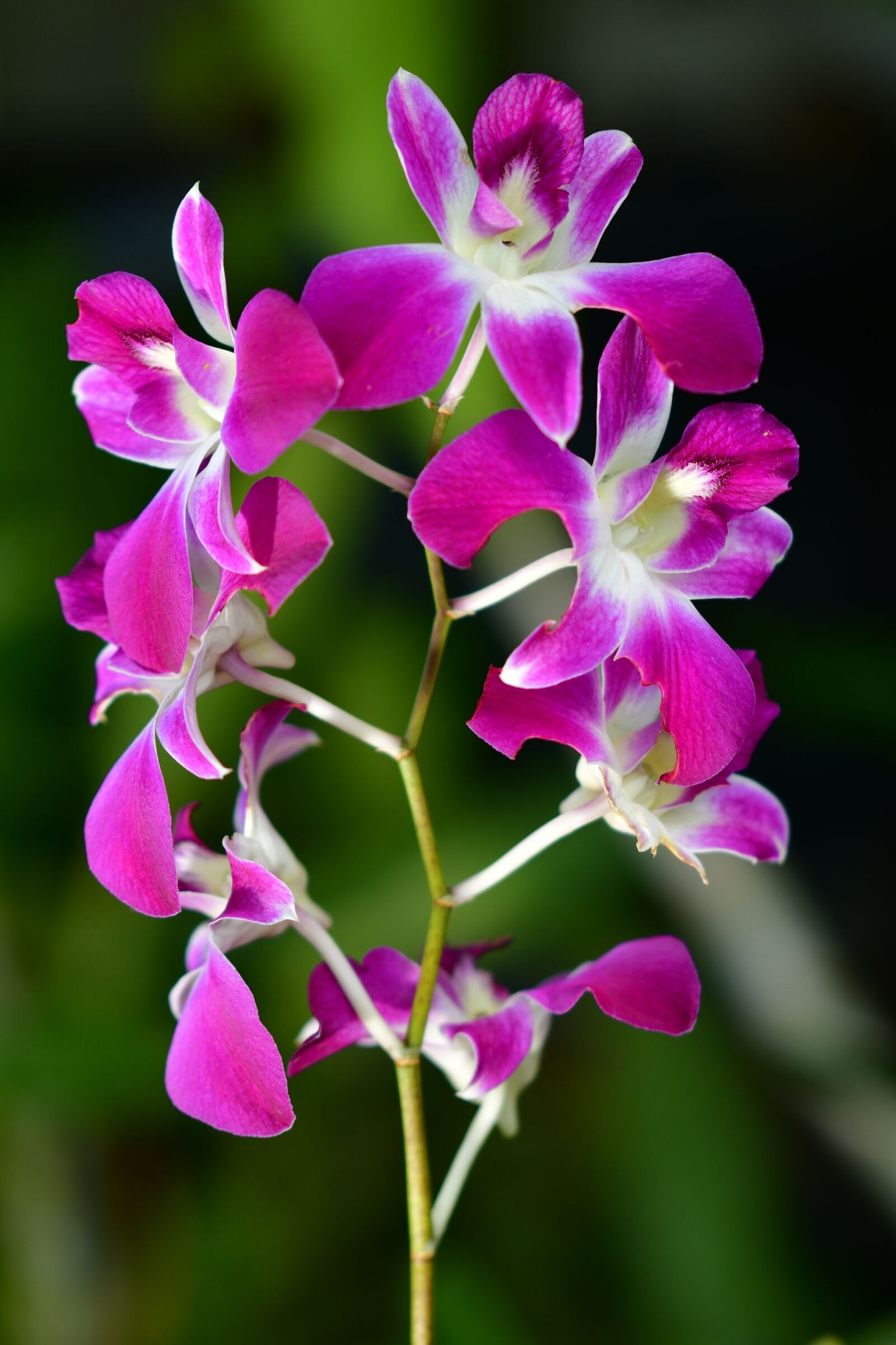 Nikon D500 sample photo. Orchids, flowers, bouquet photography