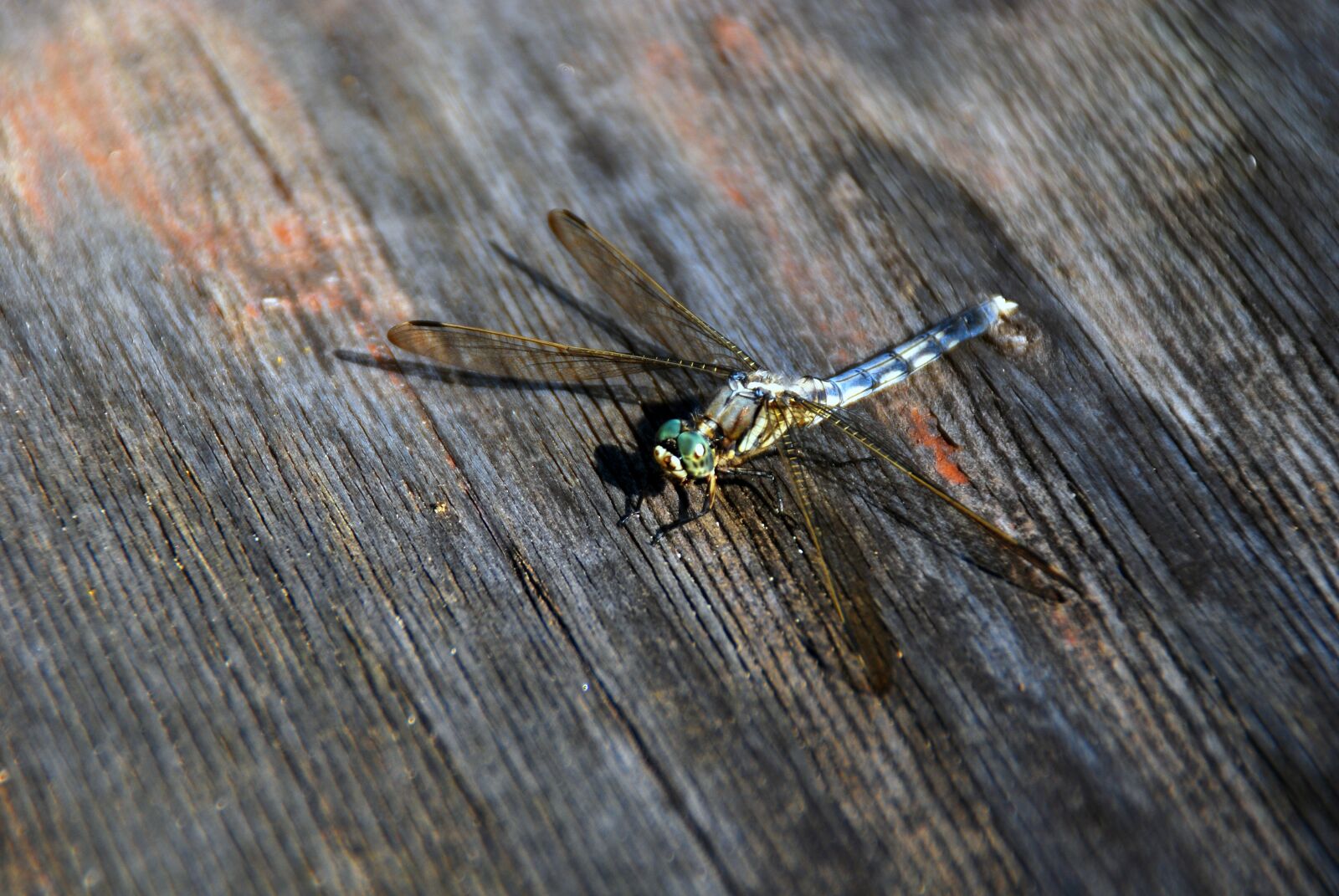 Nikon D40X sample photo. Dragonfly, bug, insect photography