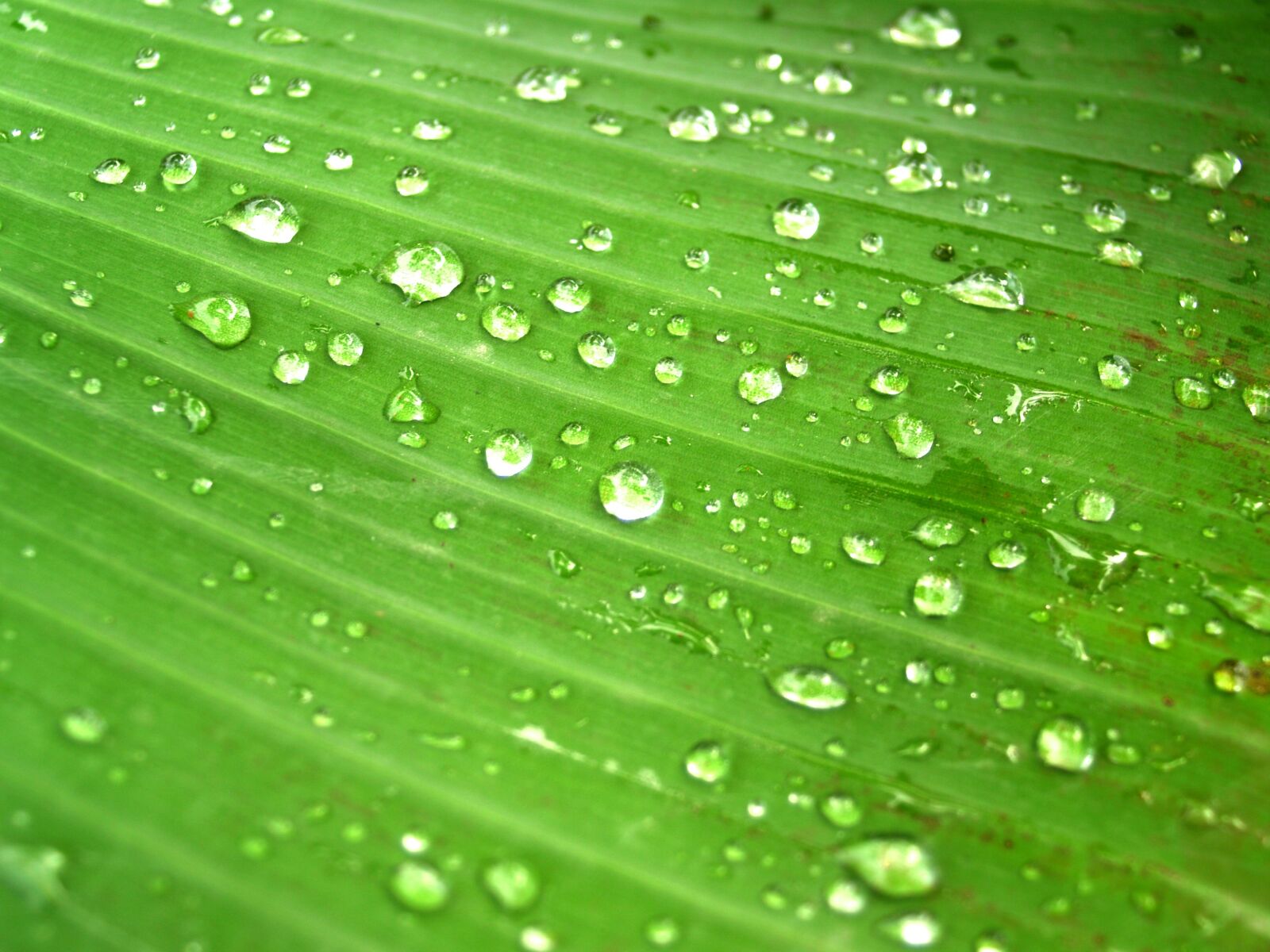 Olympus E-300 (EVOLT E-300) sample photo. Water, drops, leaf photography