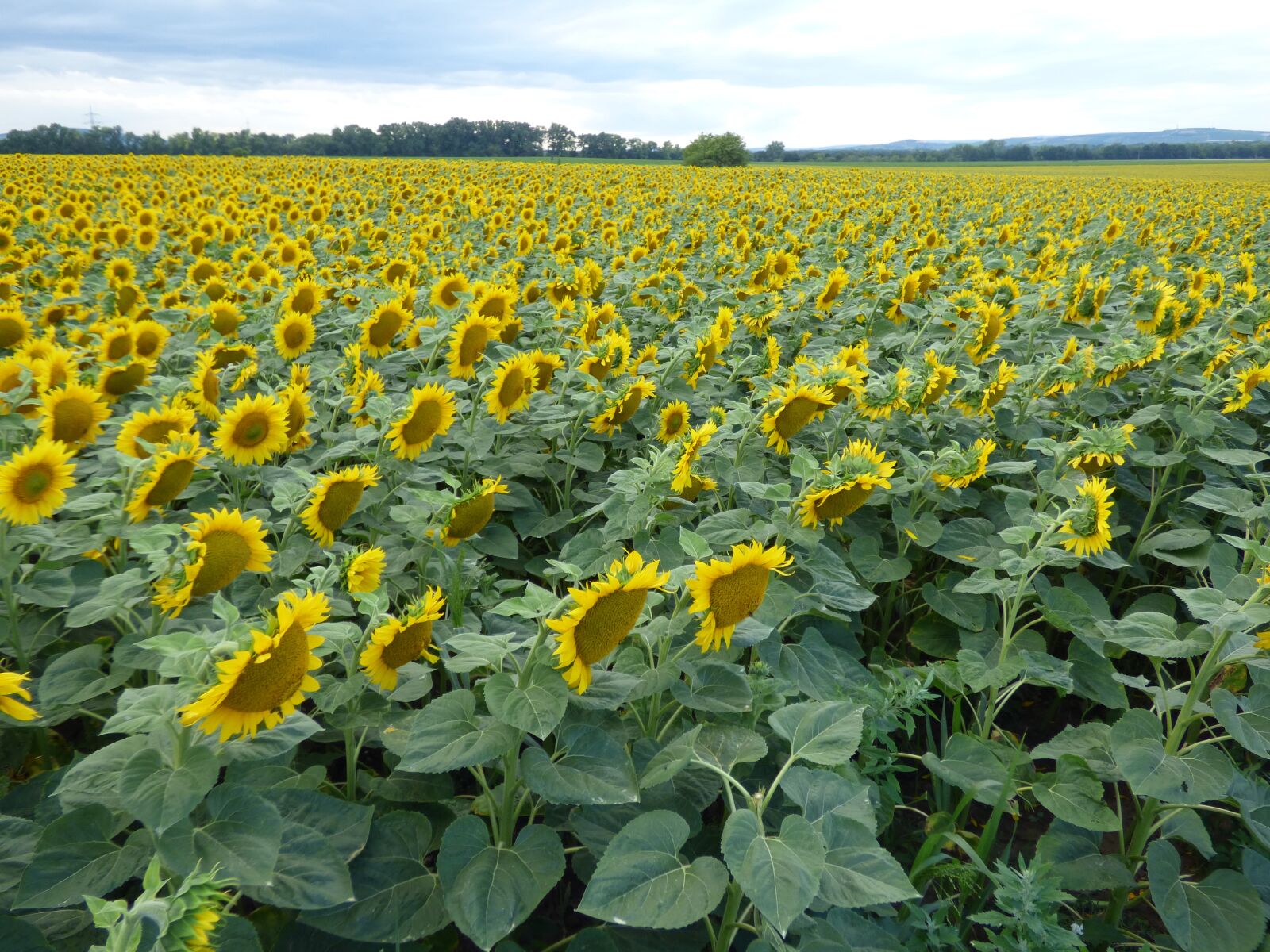 Panasonic DMC-FZ72 sample photo. Sunflower, flower, yellow photography