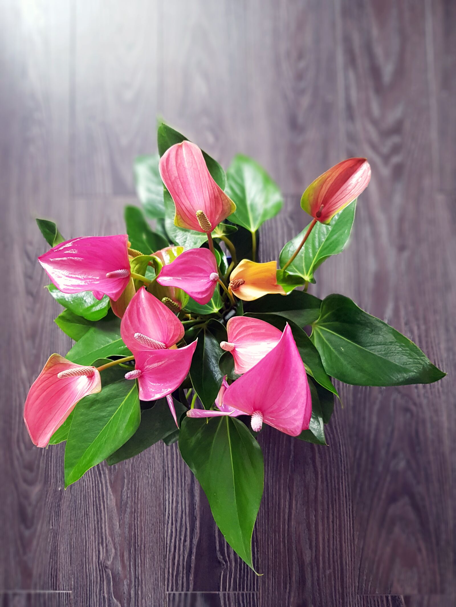 Samsung Galaxy S8 sample photo. Anthurium, beauty, pink photography