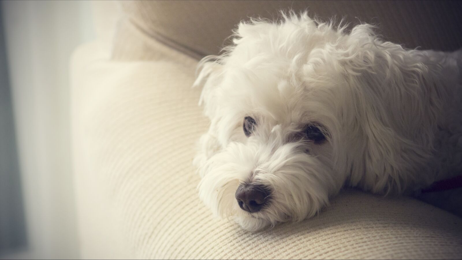 Canon EOS 600D (Rebel EOS T3i / EOS Kiss X5) sample photo. Dog, pets, animals photography