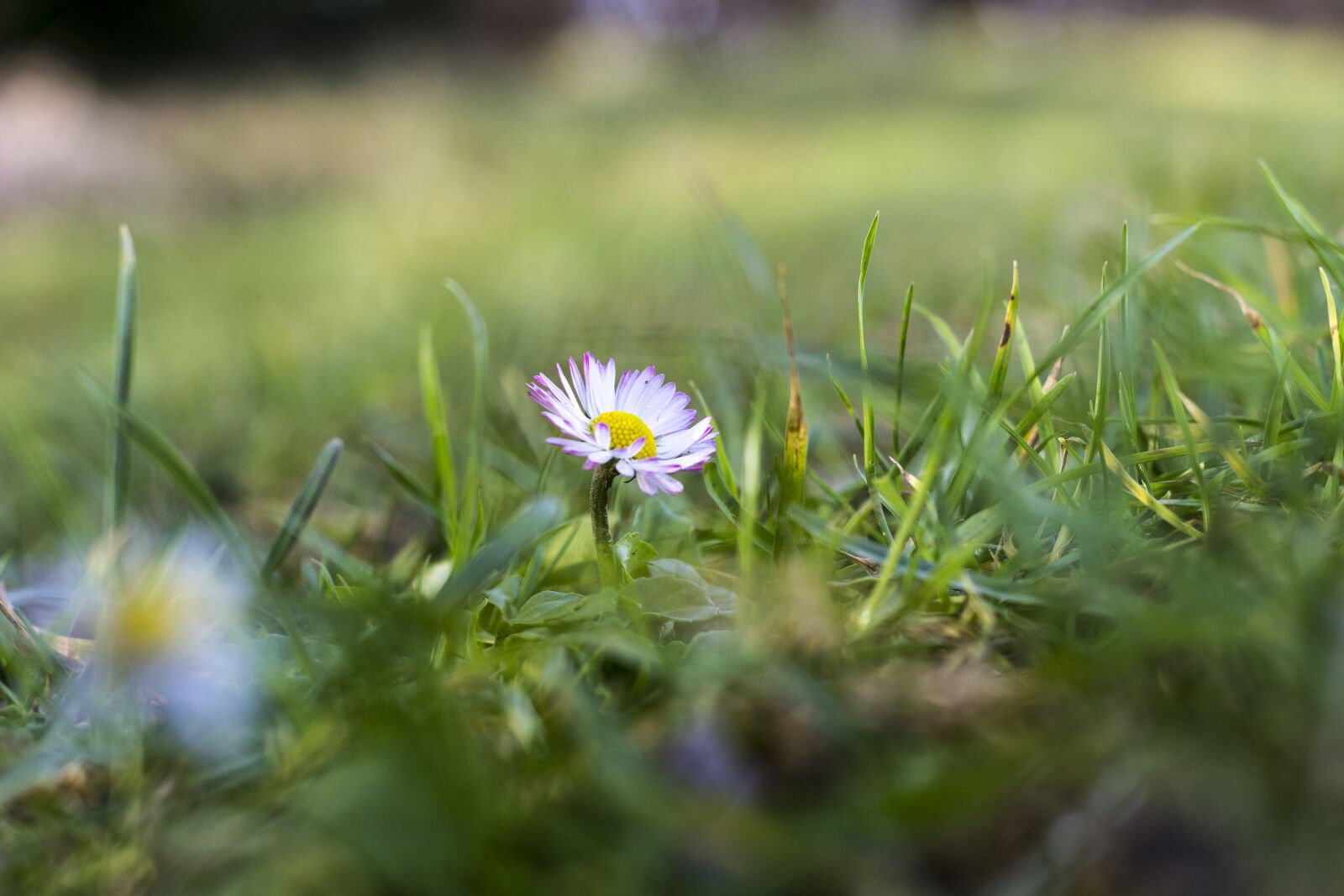 Canon EOS 600D (Rebel EOS T3i / EOS Kiss X5) + Canon EF 50mm F1.8 II sample photo. Daisy, flowers, nature photography