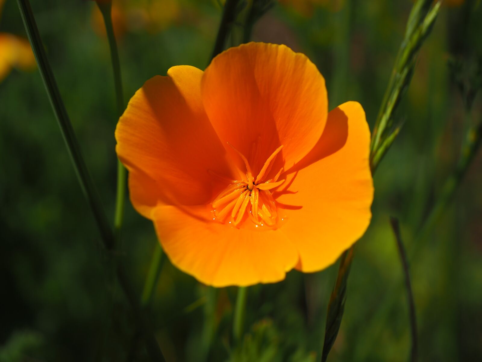 Olympus OM-D E-M10 III sample photo. Garden, flowers, summer photography