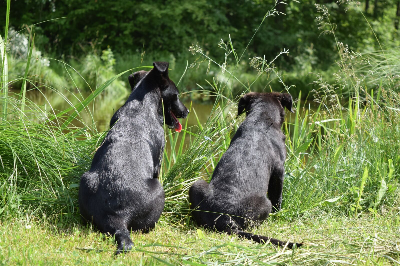 Nikon D3300 sample photo. Dogs, summer, pond photography