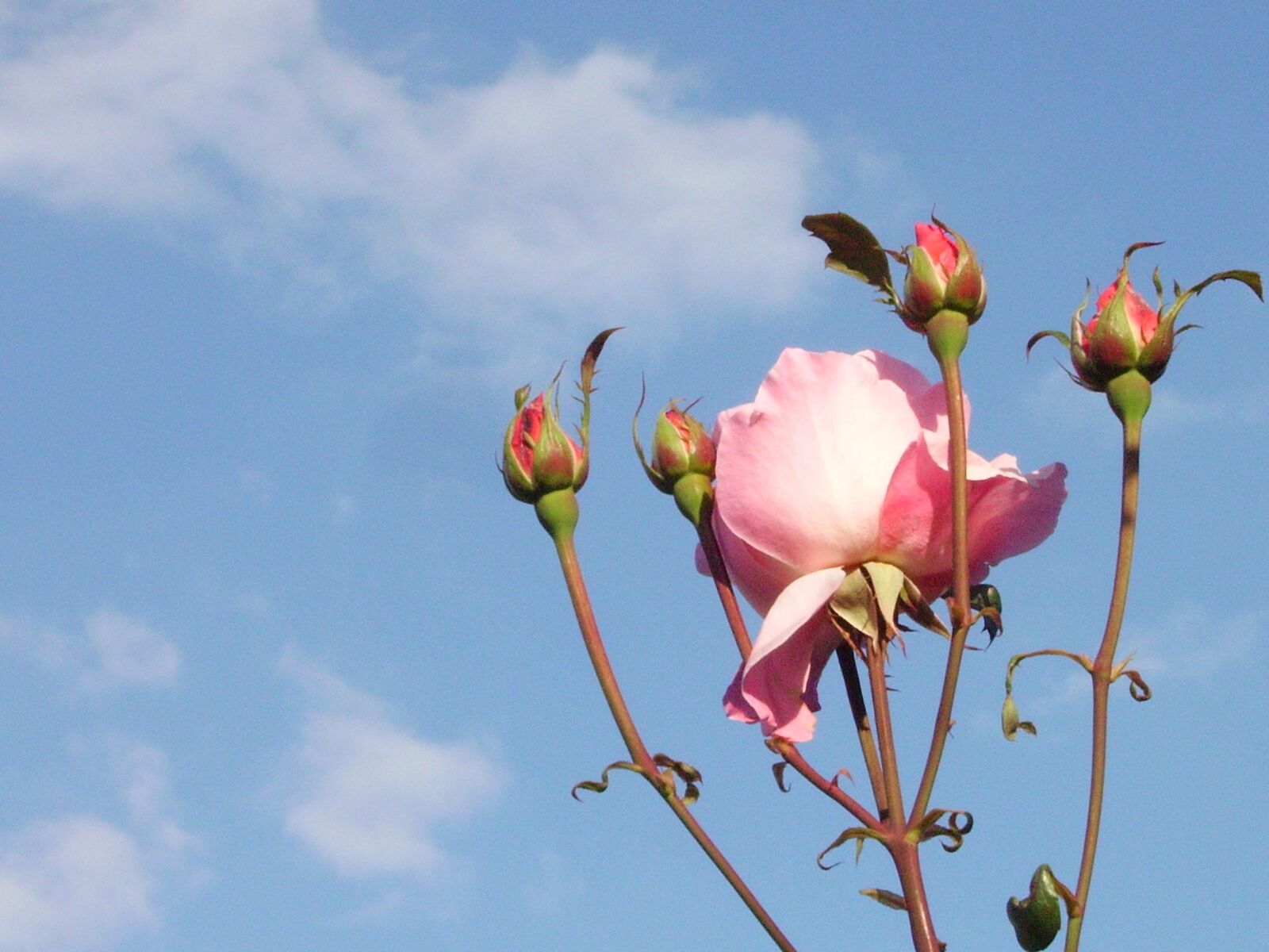 Pentax OPTIO 60 sample photo. Rose, joy, flowers photography