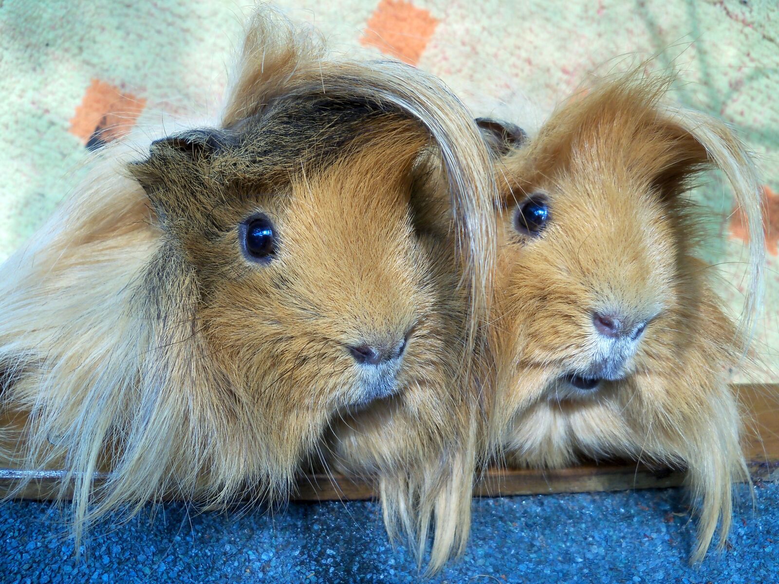 Kodak EasyShare Z915 sample photo. The guinea pig, guinea photography