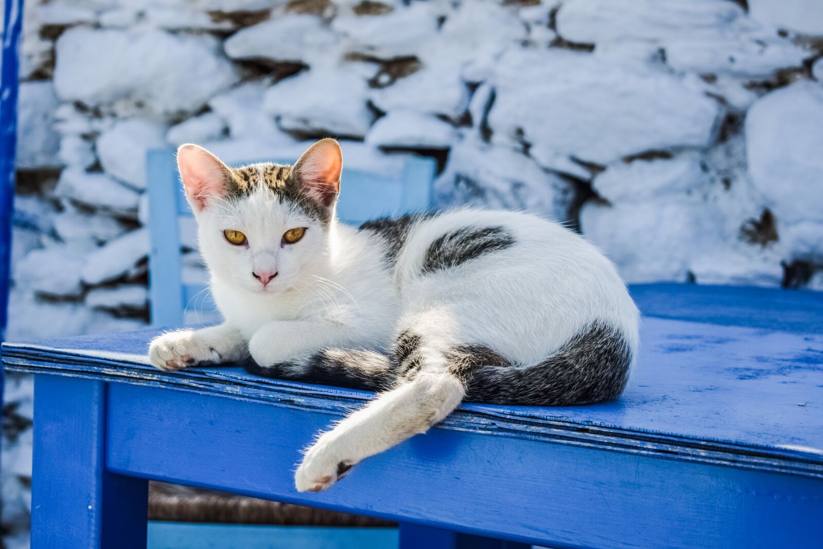 Nikon D3300 sample photo. Cat, outdoor, animal photography