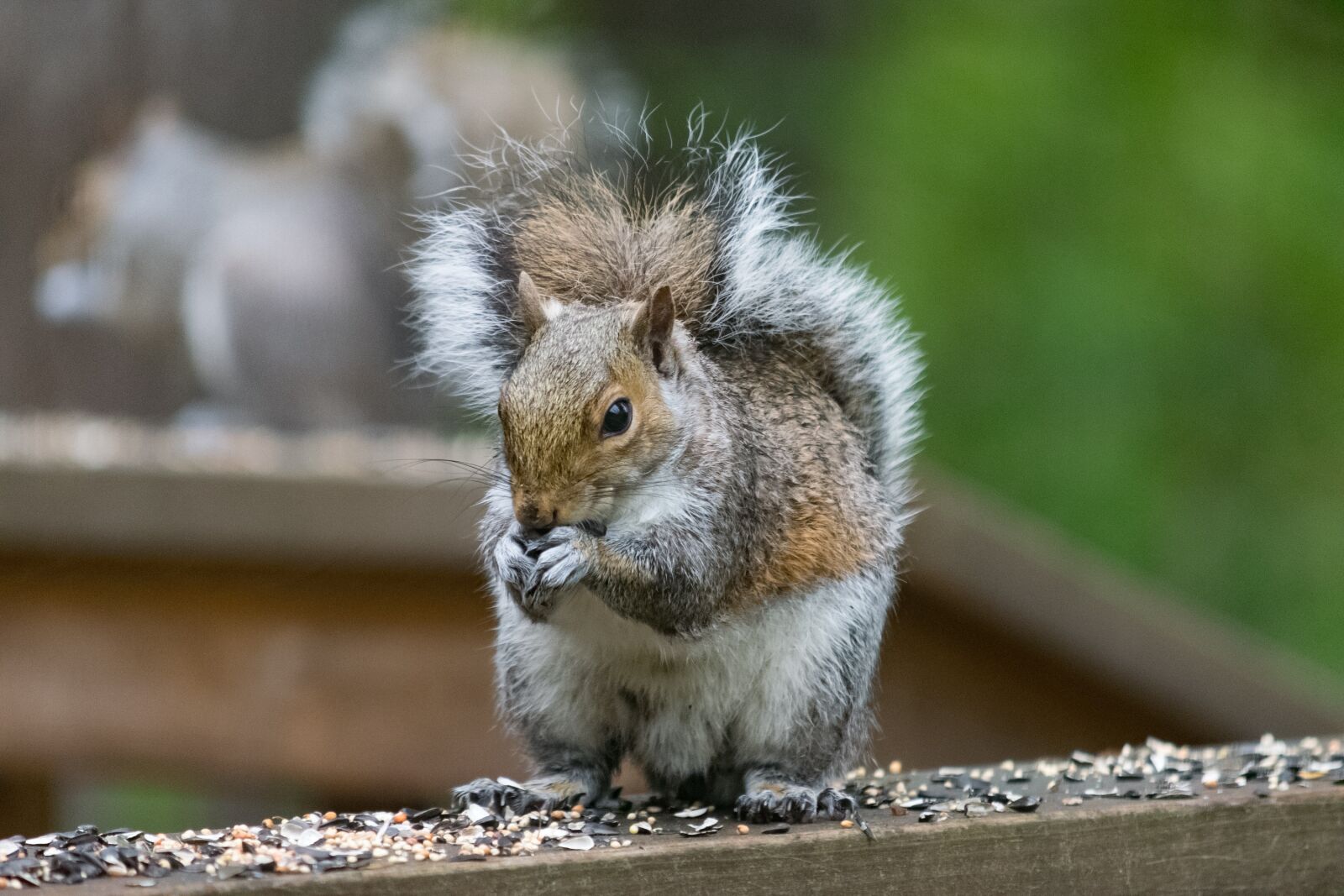 Nikon D3300 sample photo. Wildlife, nature, animal photography