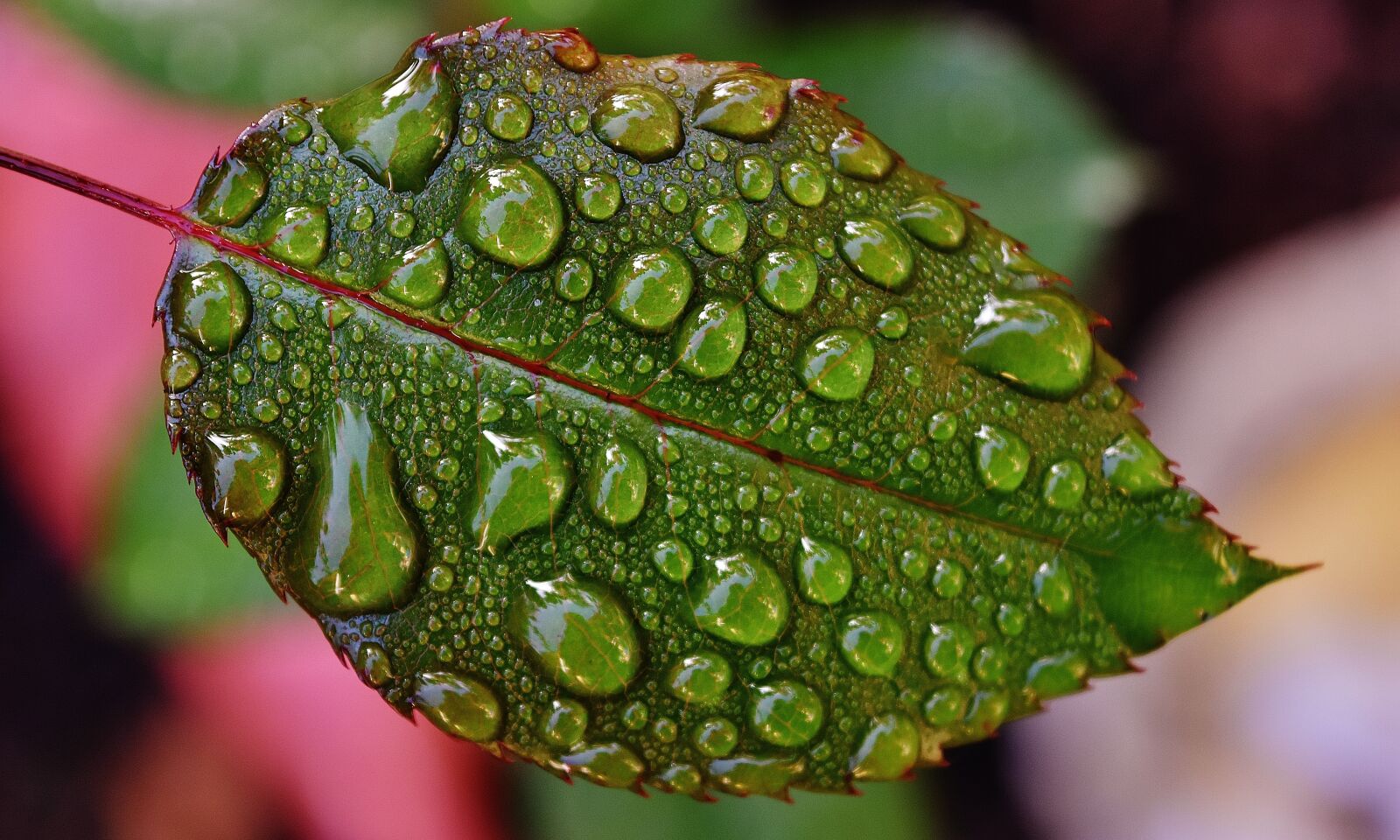 Nikon D7200 sample photo. Rosenblatt, drip, raindrop photography