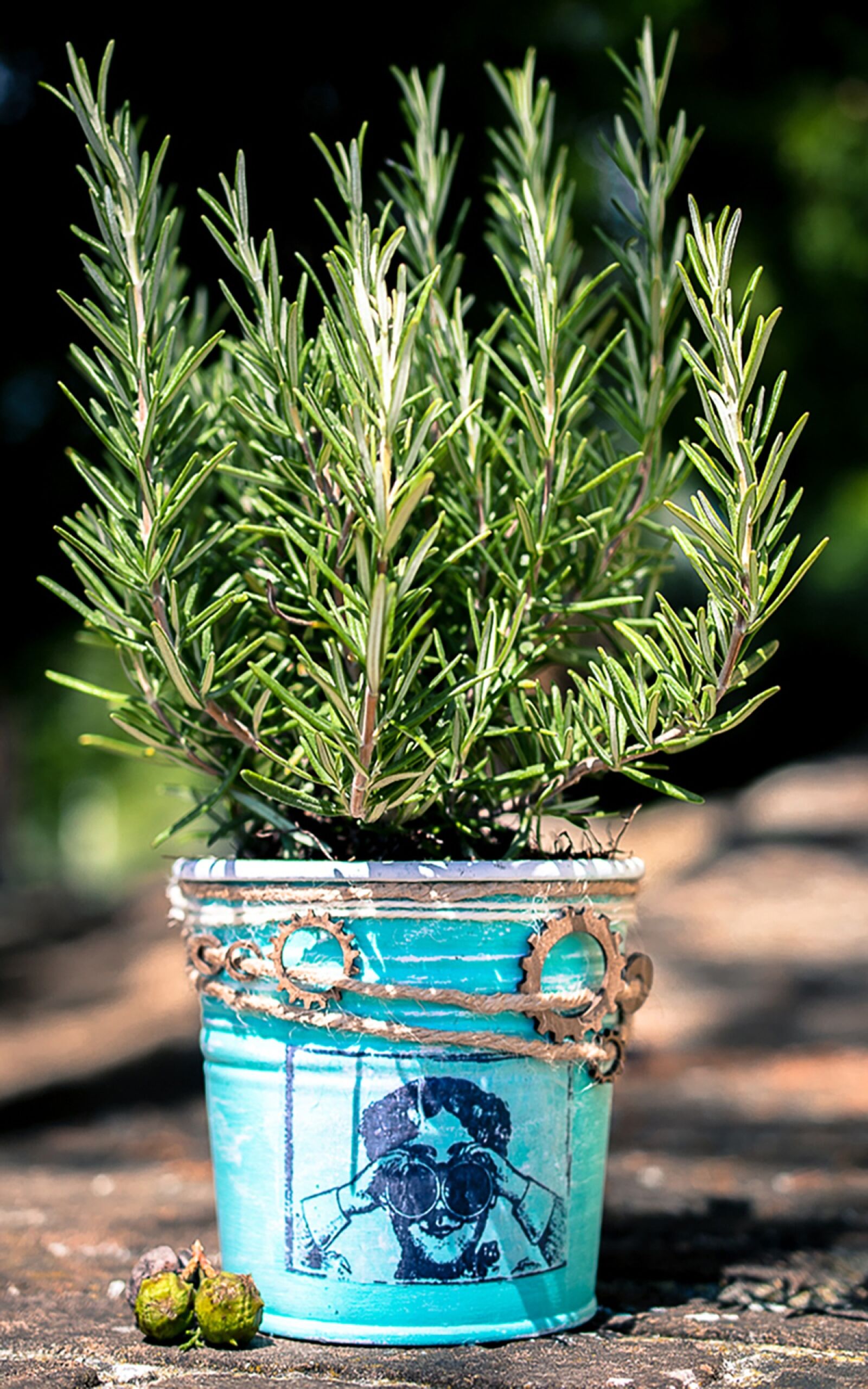 Nikon D5300 sample photo. Rosemary, vase, the jar photography