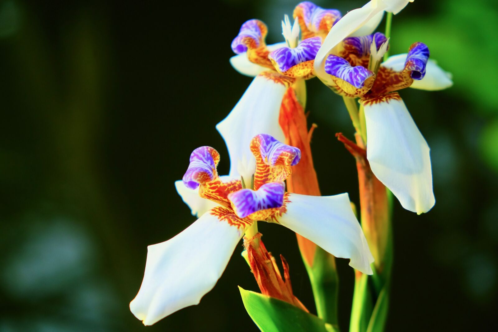 Fujifilm X-T10 sample photo. Flower, colorful, rainforest photography