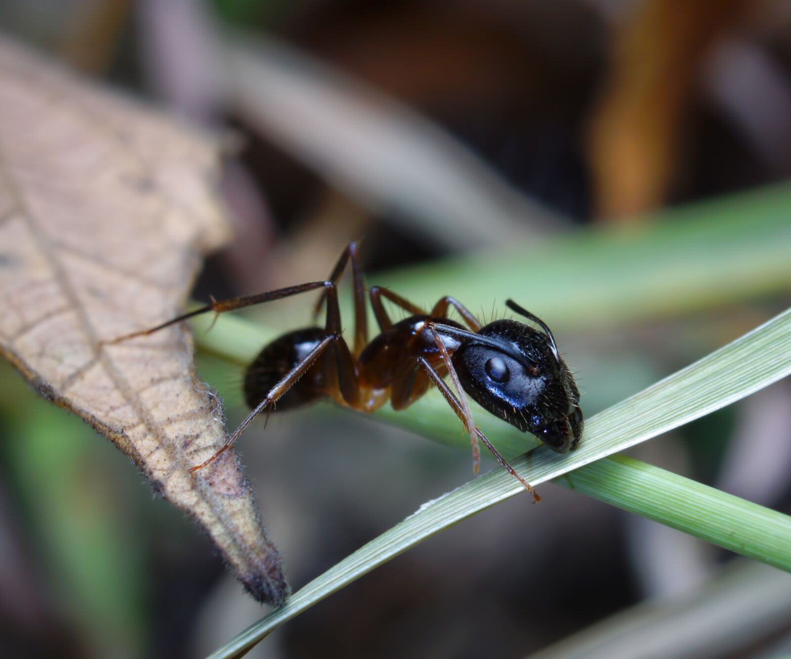 E 50mm F1.8 OSS sample photo. Insect, ant, bug photography