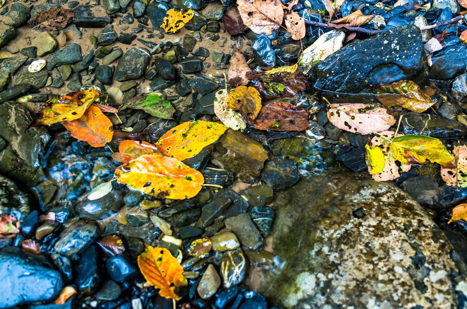 Ricoh GR sample photo. Fallen leaves, creek, fall photography