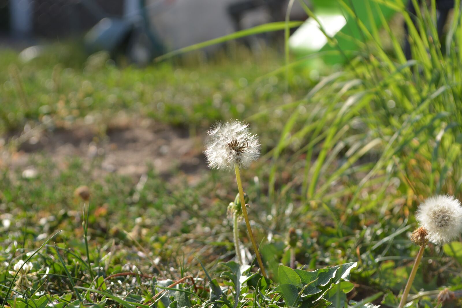 Nikon D5200 sample photo. Meadow, grass, focus photography