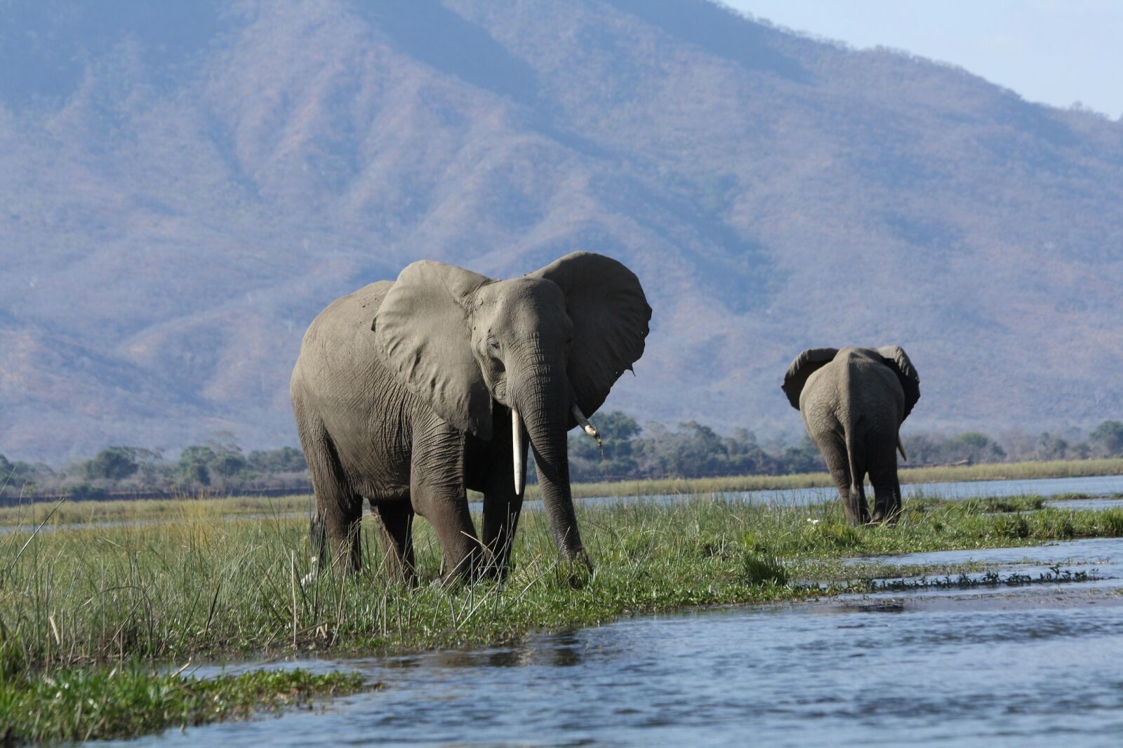 Canon EOS 1000D (EOS Digital Rebel XS / EOS Kiss F) sample photo. Wild elephants, wildlife, nature photography