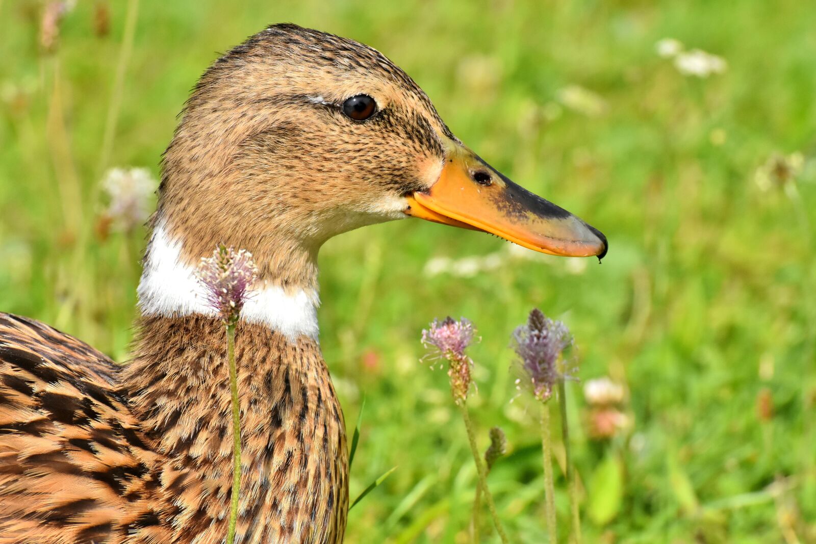 Nikon D7200 sample photo. Mallard, close up, duck photography
