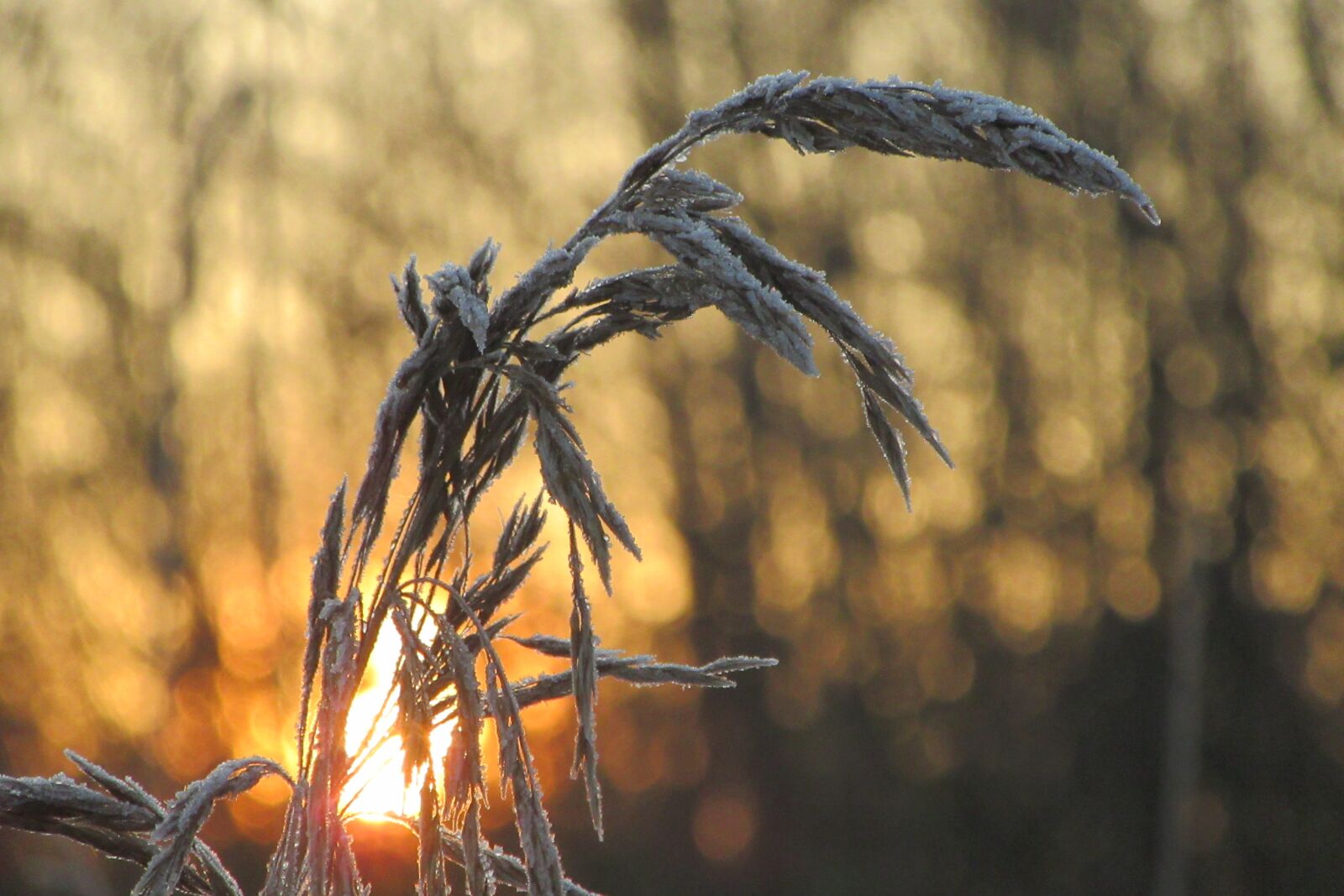 Canon PowerShot SX610 HS sample photo. Reed, sunrise, cold photography