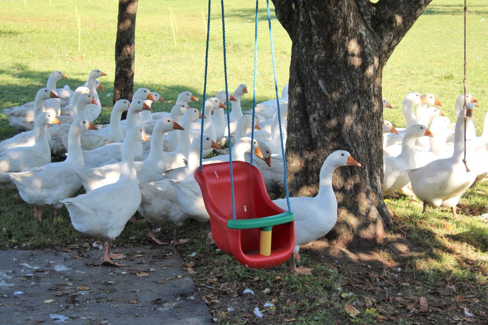 Canon EOS 1200D (EOS Rebel T5 / EOS Kiss X70 / EOS Hi) sample photo. Geese, swing, autumn photography